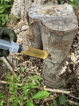 注射器を使って、サンフーロンの原液を切り株の穴に直接注入している様子。