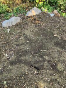 小松なの種入れ前