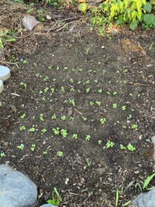 発芽後の小松菜