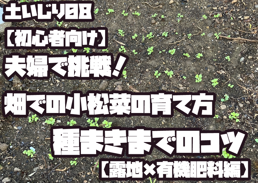 初心者向けの小松菜の育て方のアイキャッチ画像。
