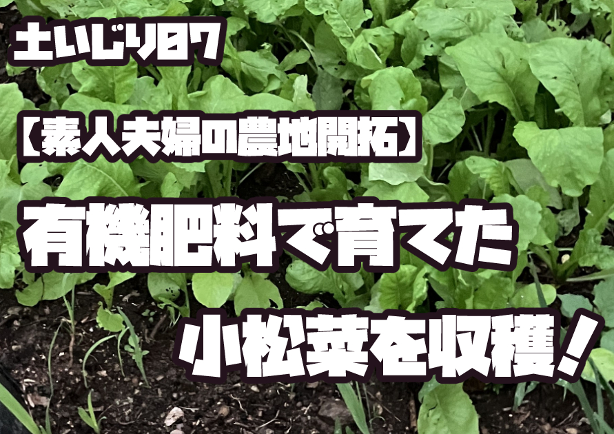 有機肥料で育てた小松菜の収穫前の様子。素人夫婦が開拓した畑で元気に育つ青々とした葉。
