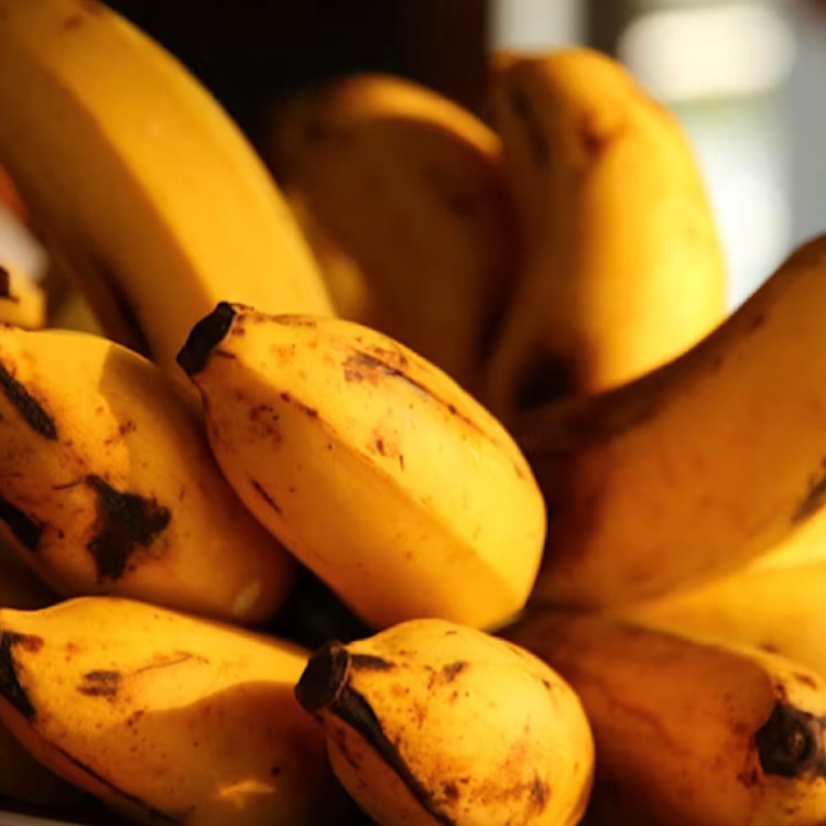 家庭菜園の土にバナナの皮を自然肥料として使い、植物が健全に成長している様子