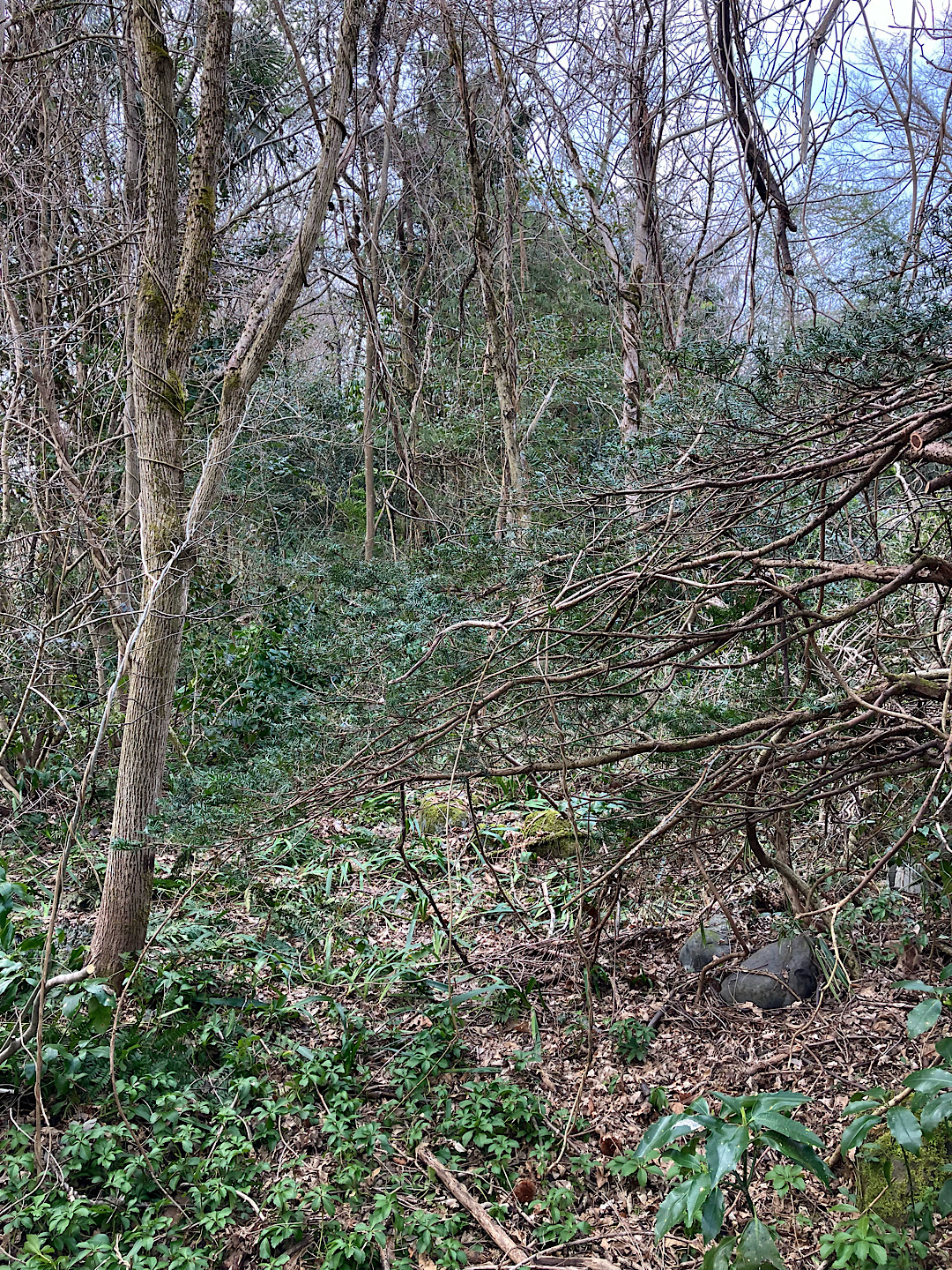 開拓前、手つかずだった頃の農地全体の風景