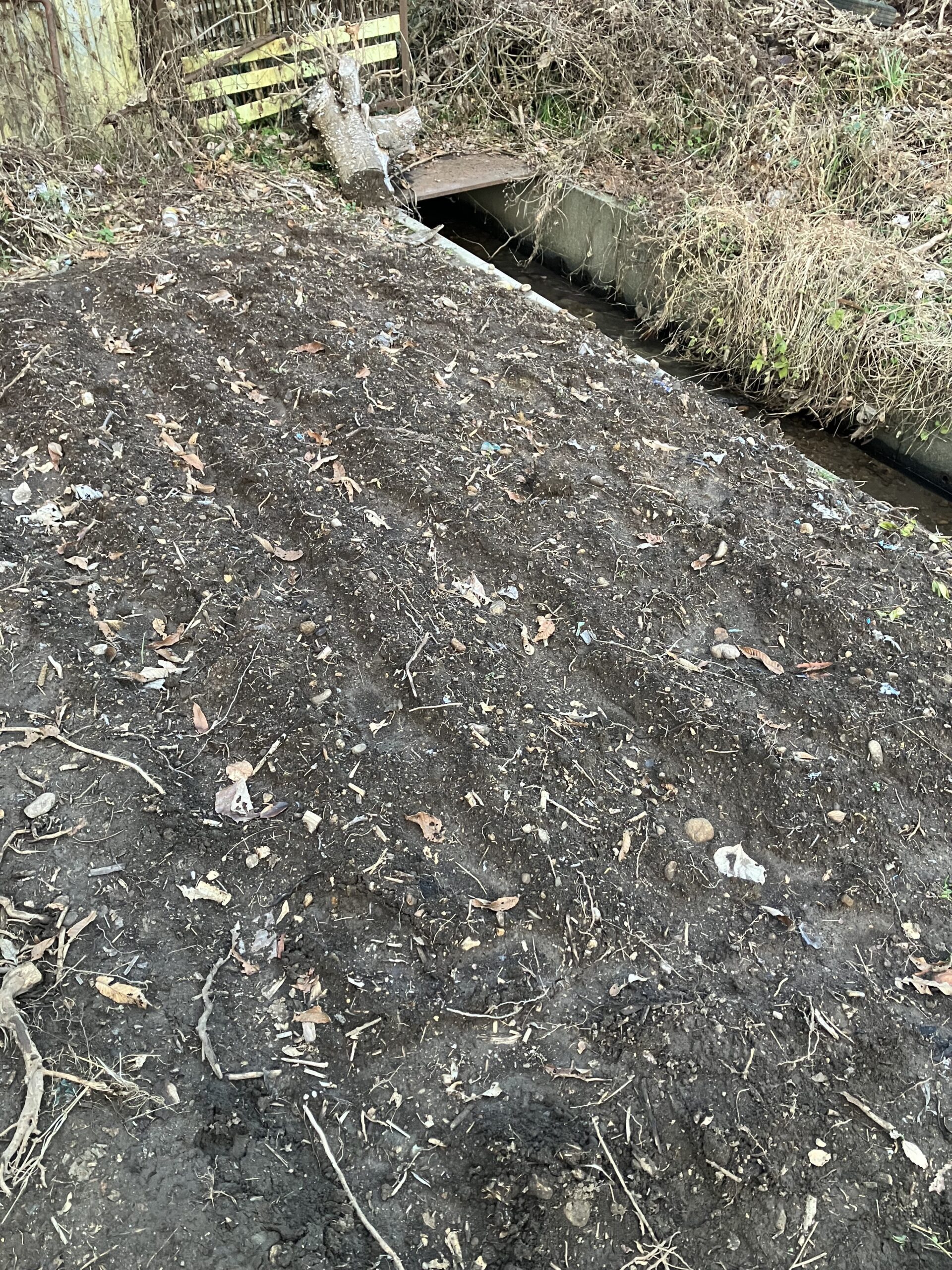 伐採から始めた農地で初めて大根とカブを収穫できた畑1号の様子