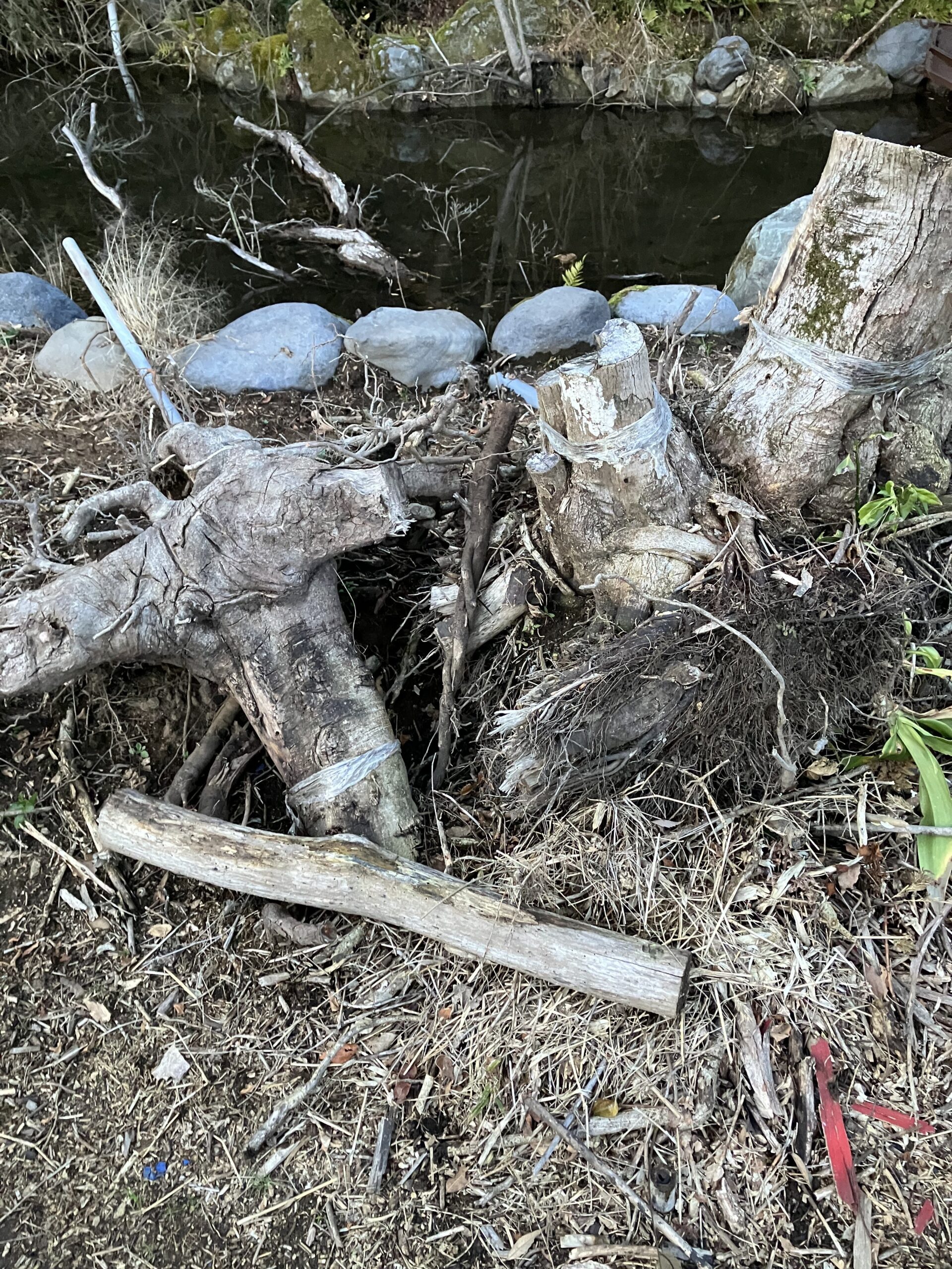 農地開拓のために伐採した後に残った大量の切り株