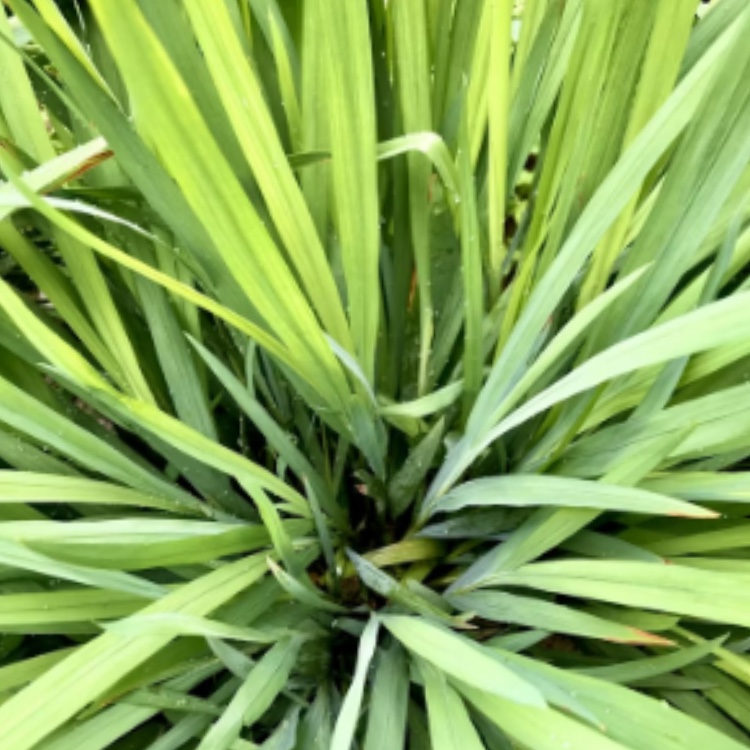 畑作業中にレモングラスを活用し、蚊を寄せにくくしている家庭菜園の様子