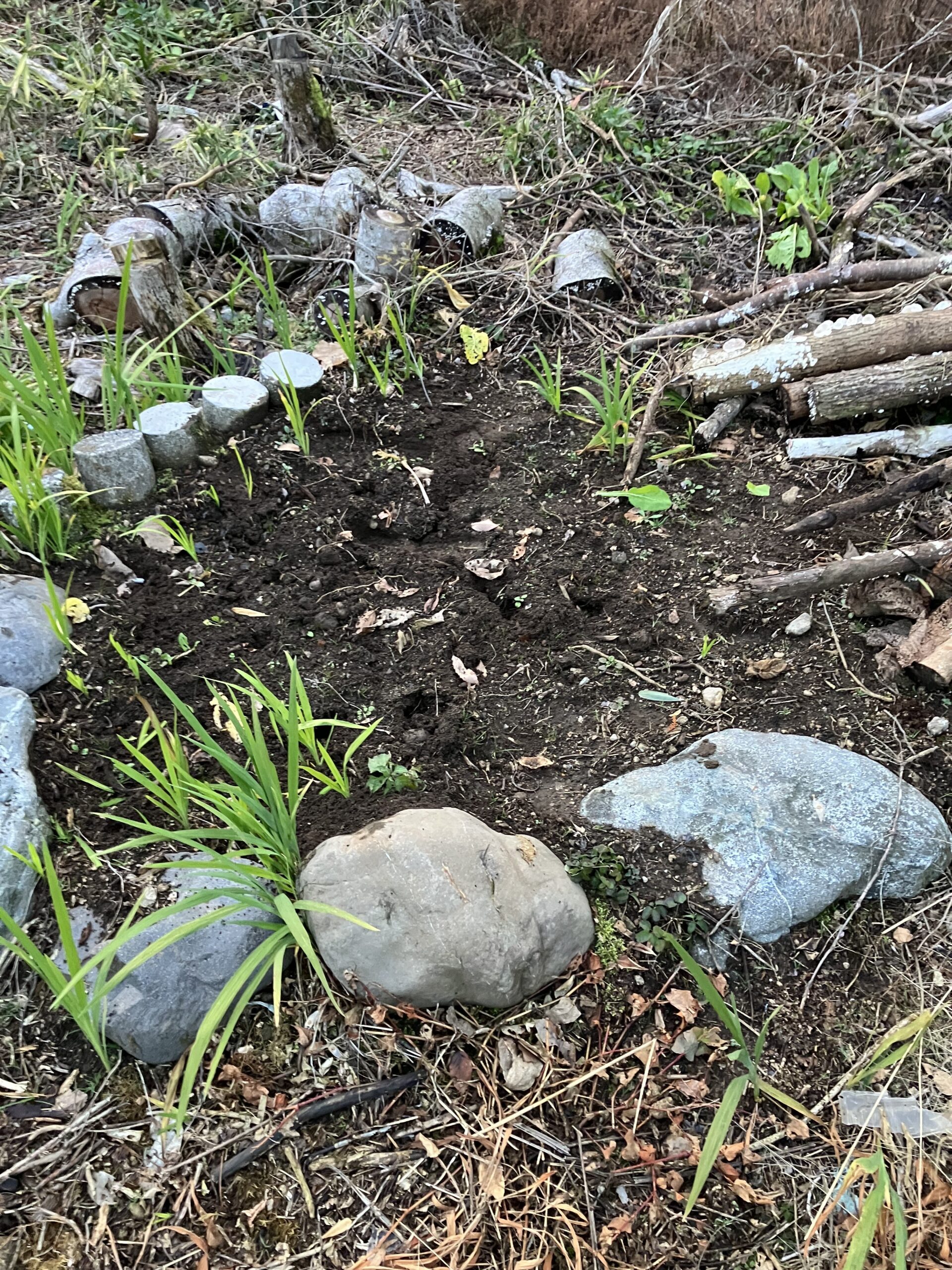 小さな畑で比較的うまく育った小松菜の栽培風景