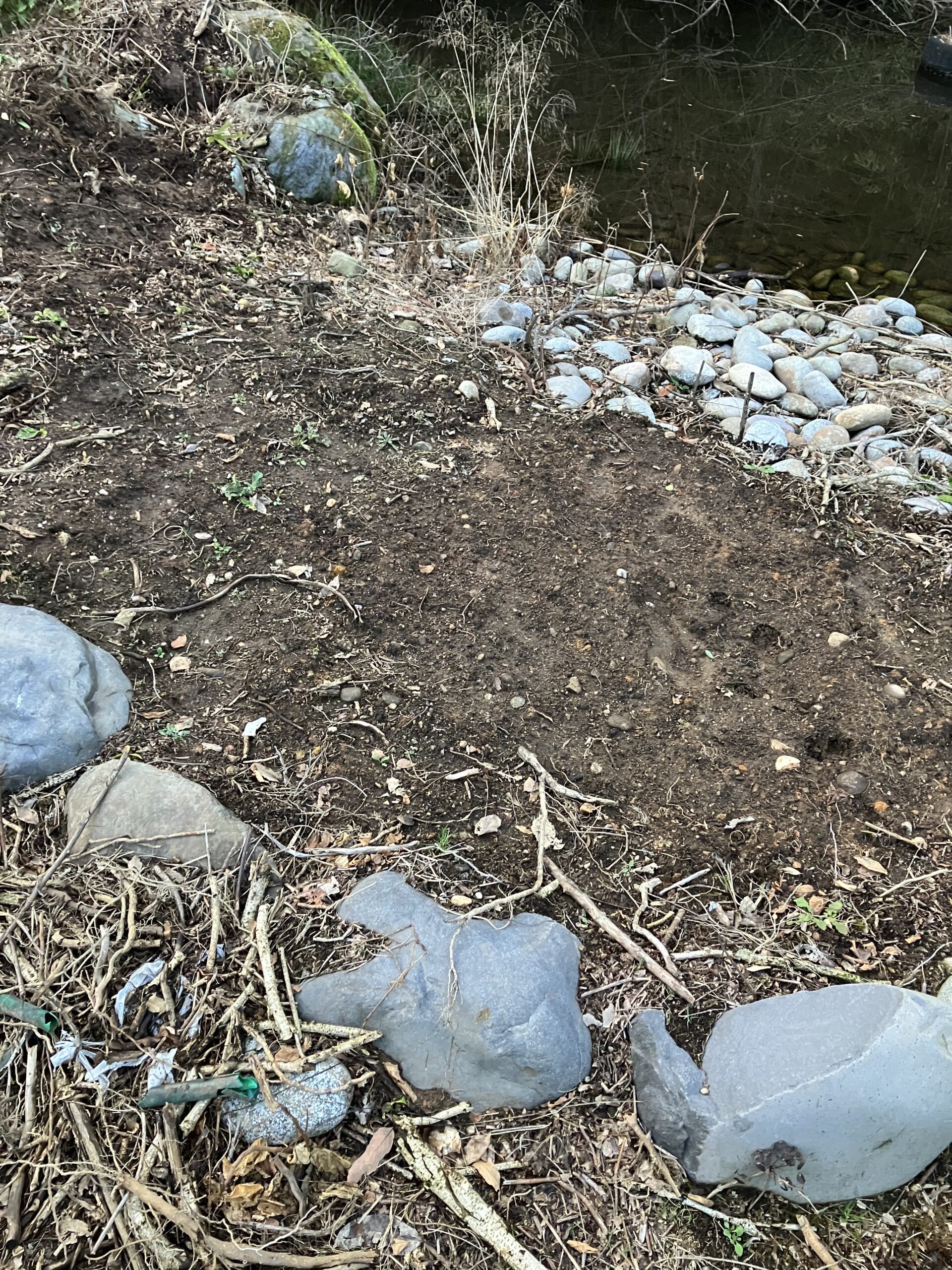 花壇サイズの畑で挑戦したルッコラ栽培の記録写真