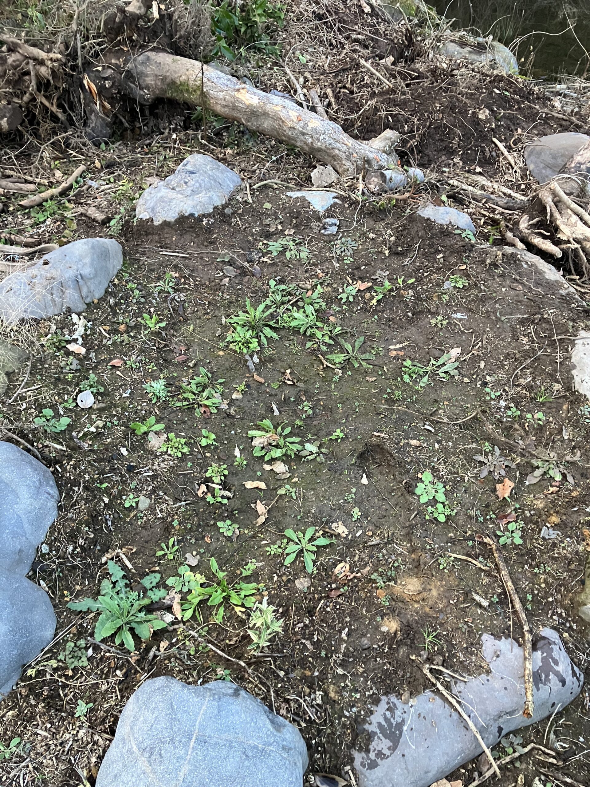 日当たりや土づくりに課題が残ったほうれん草栽培の様子