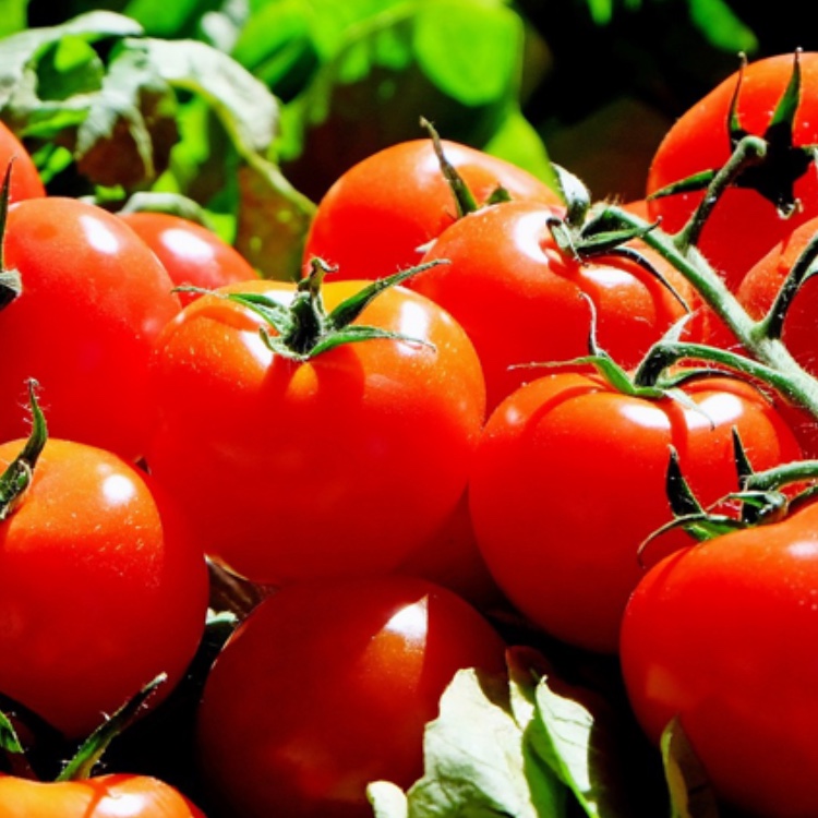 家庭菜園で水分量を調整することで、甘みのあるトマトが育っている様子