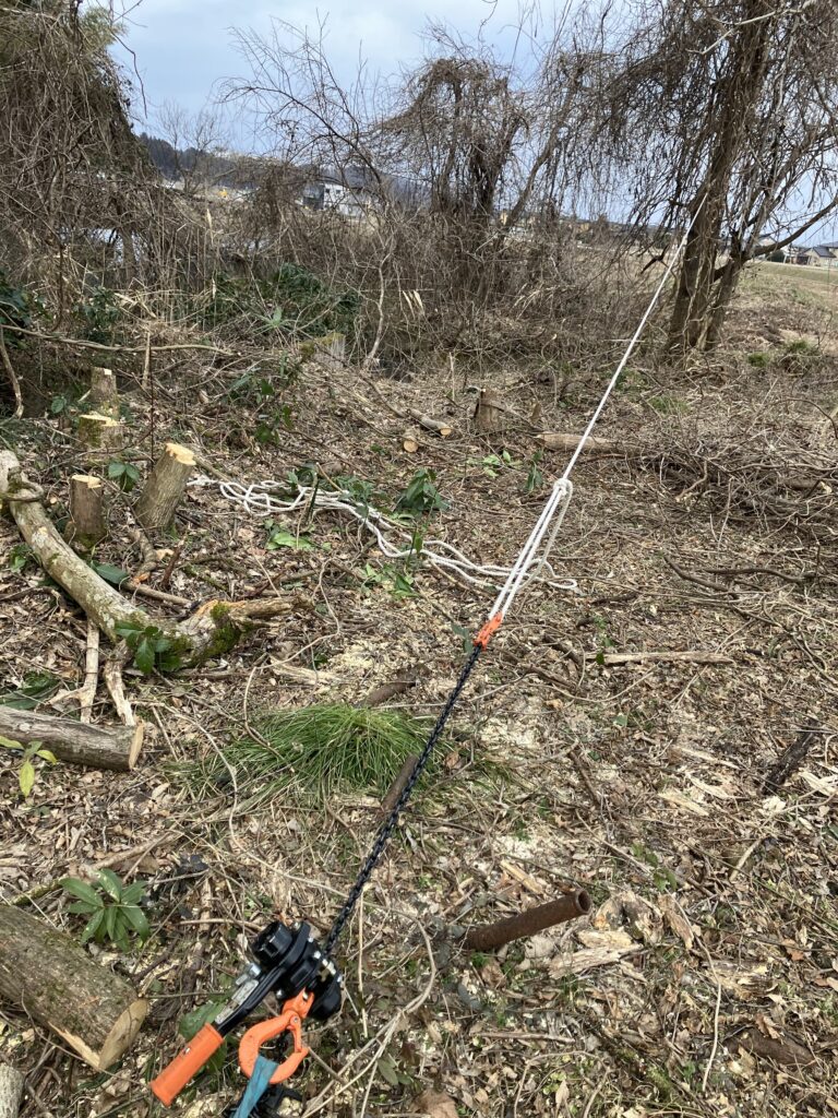 レバーホイストとロープとスリングベルトで木を牽引固定した状態