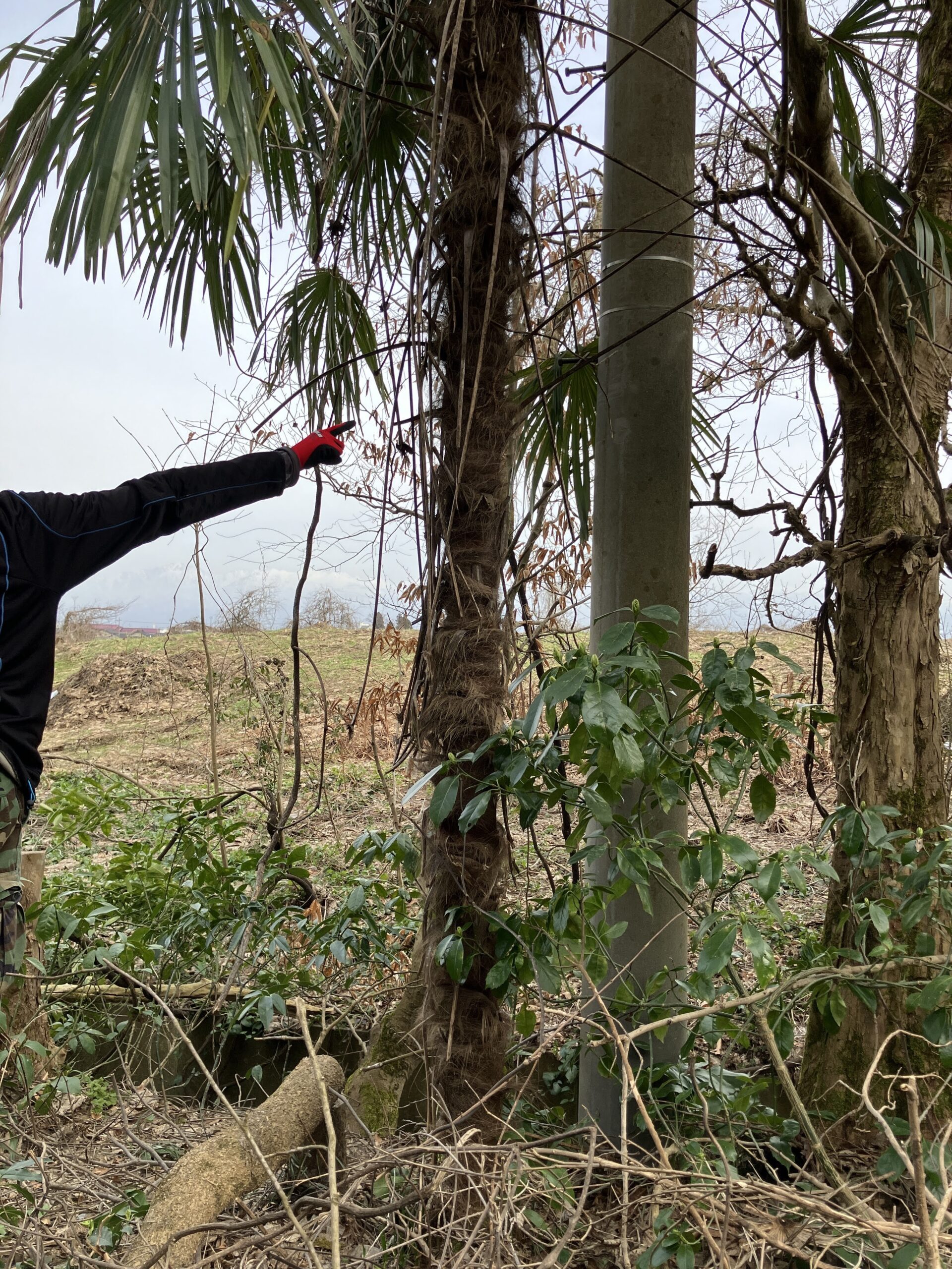 農地に群生するシュロの木を自分で伐採する前の様子