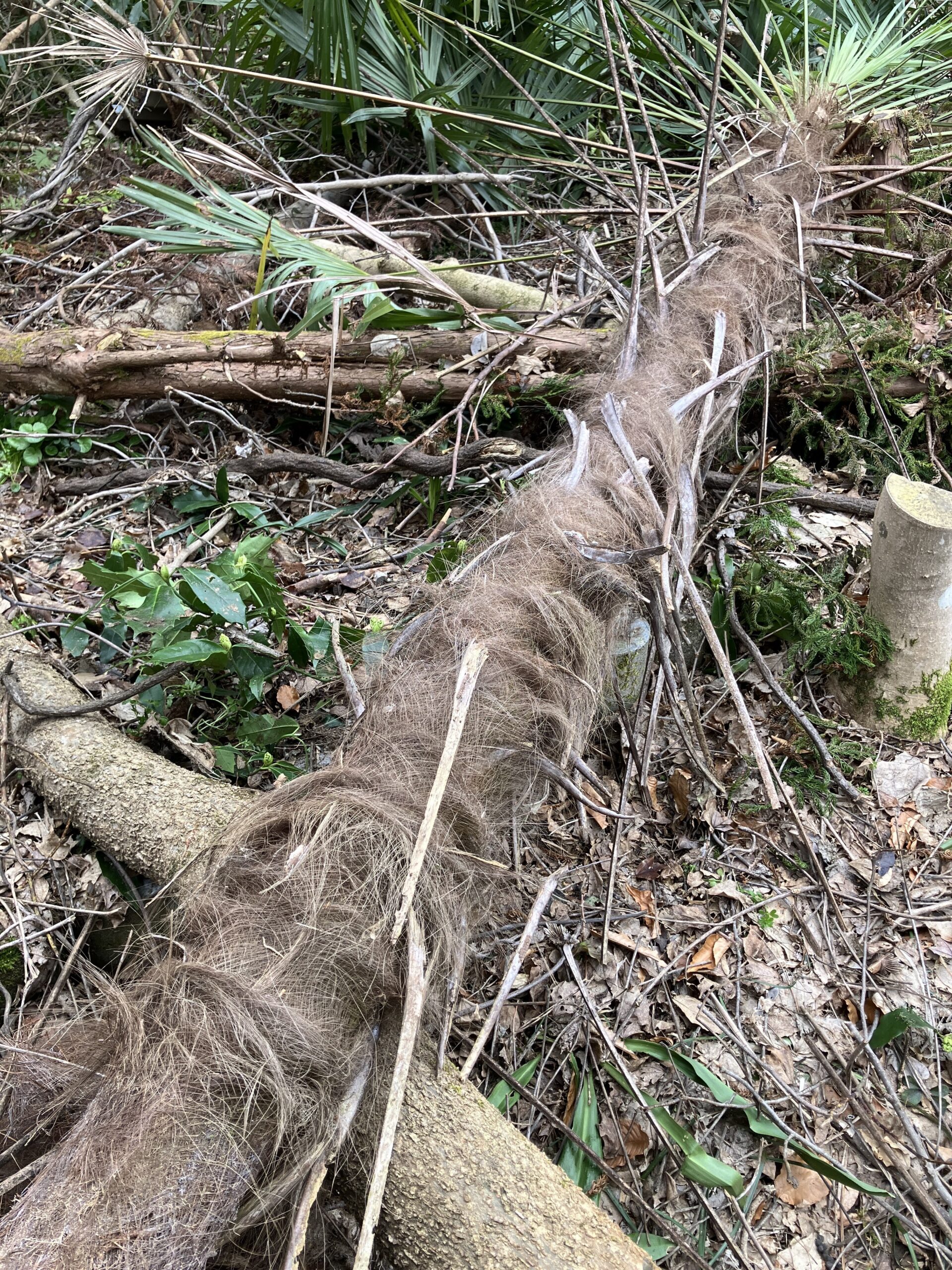 レバーホイストを使って安全に伐採したシュロの木