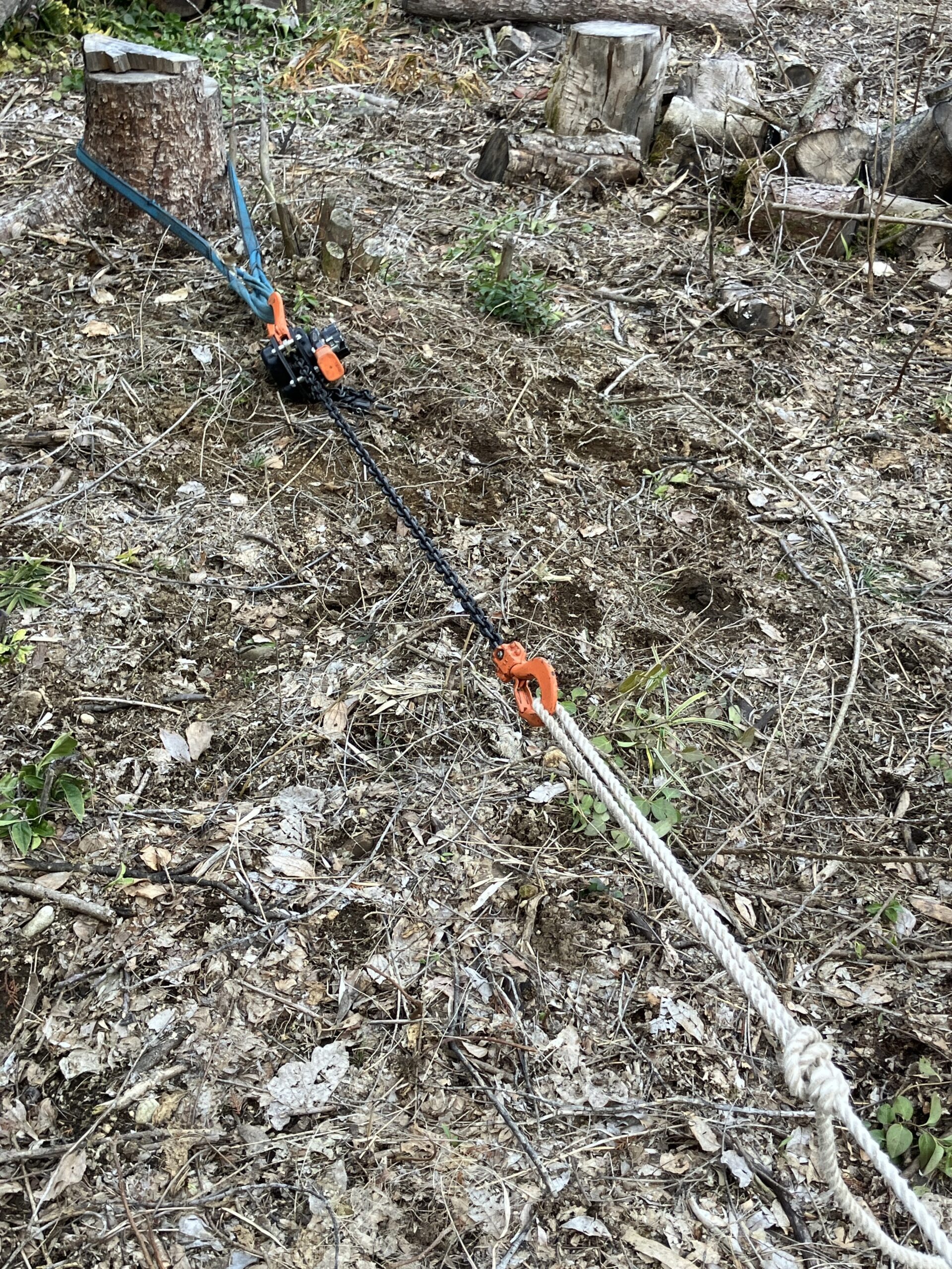 シュロ伐採でレバーホイストとロープを使って倒す方向に固定した状態