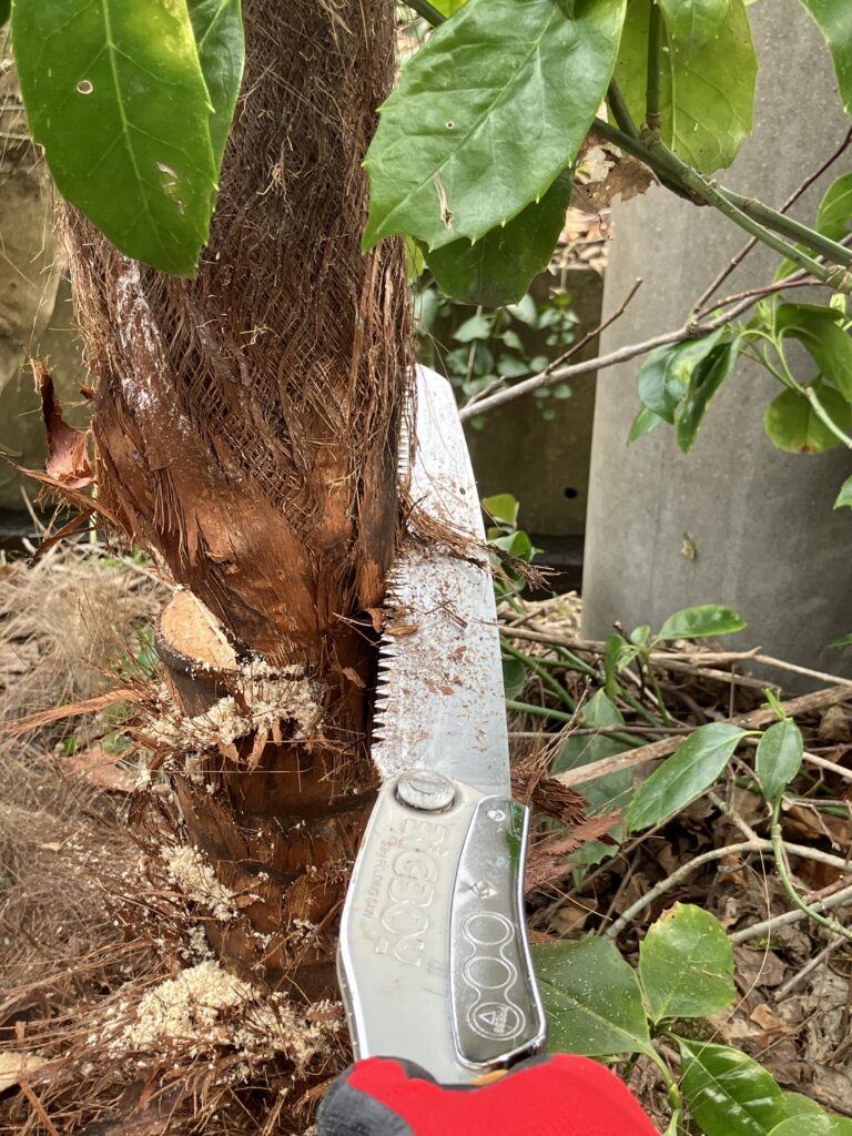 シュロの追い口を入れて伐倒直前の様子