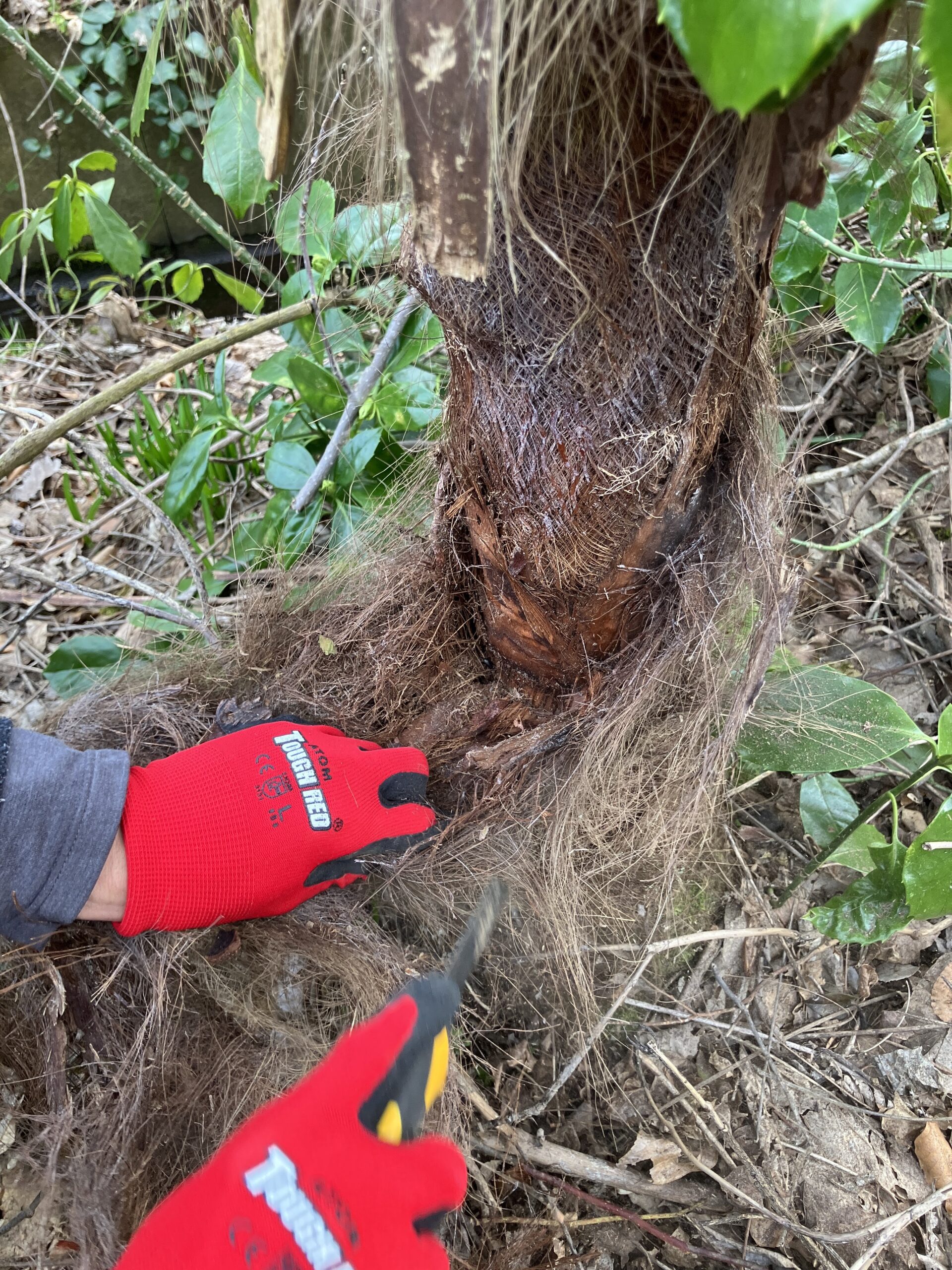 シュロの繊維をカッターナイフで取り除いている作業風景