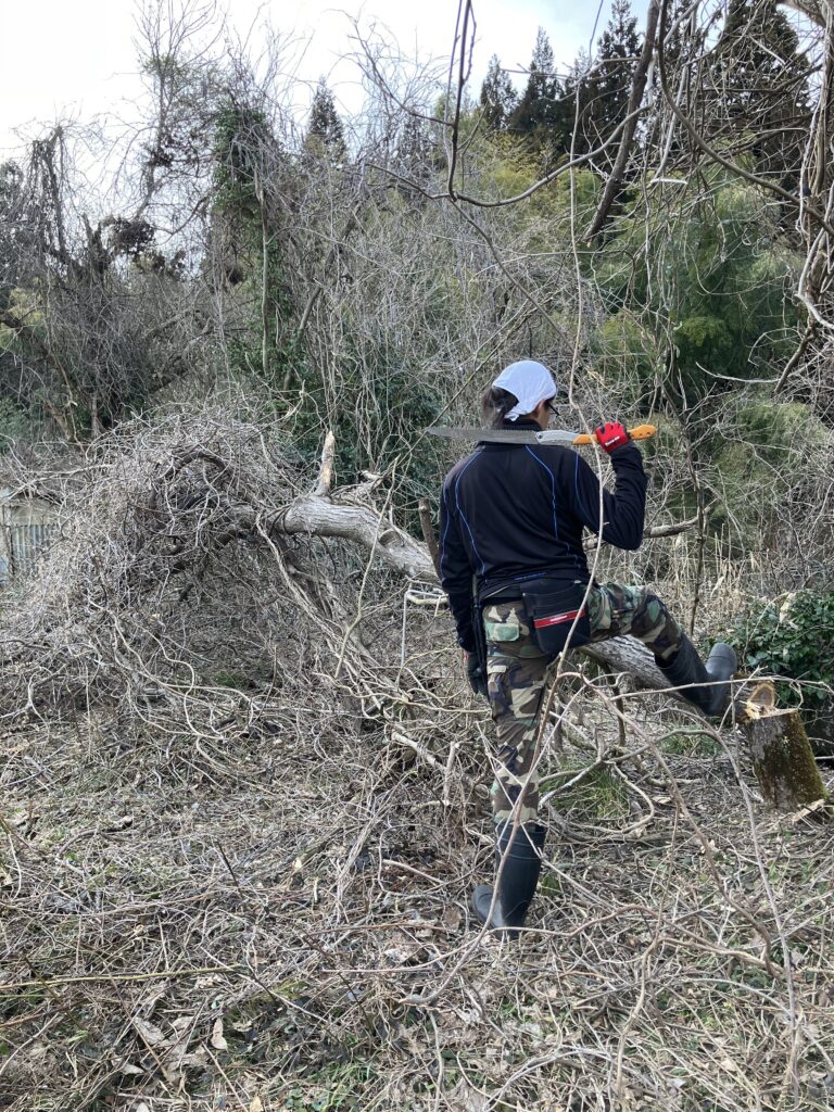 騒音なしでノコギリ伐採した後に倒れた木の状態