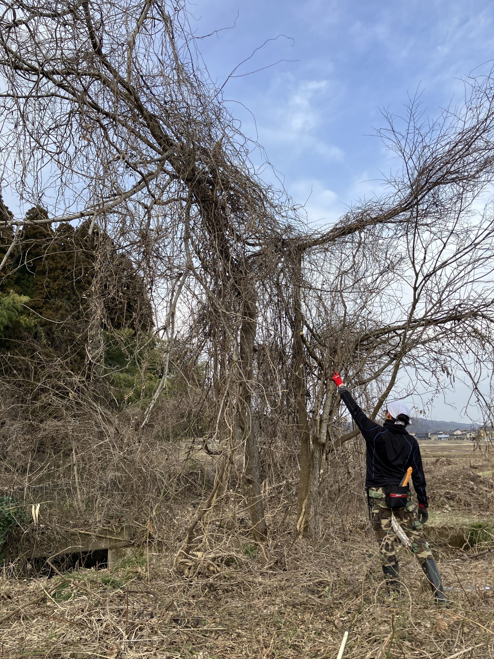 騒音なしでノコギリ伐採する前の農地に立つ木の全体像