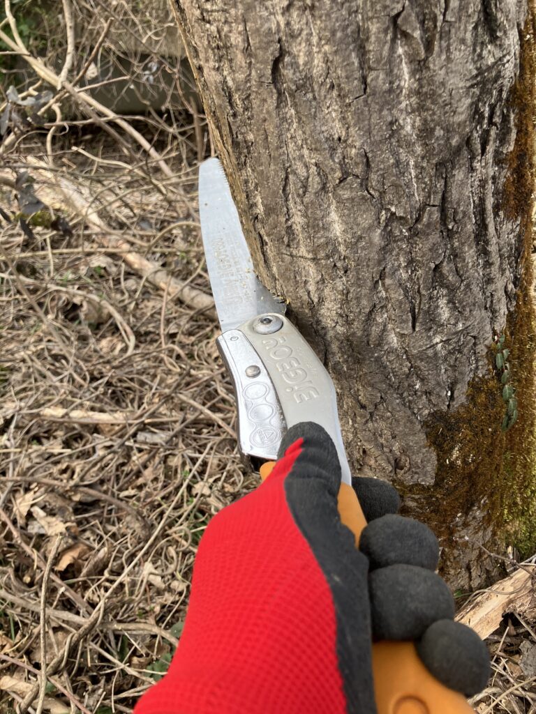 ノコギリで木に受け口を作った実際の切れ込みの様子