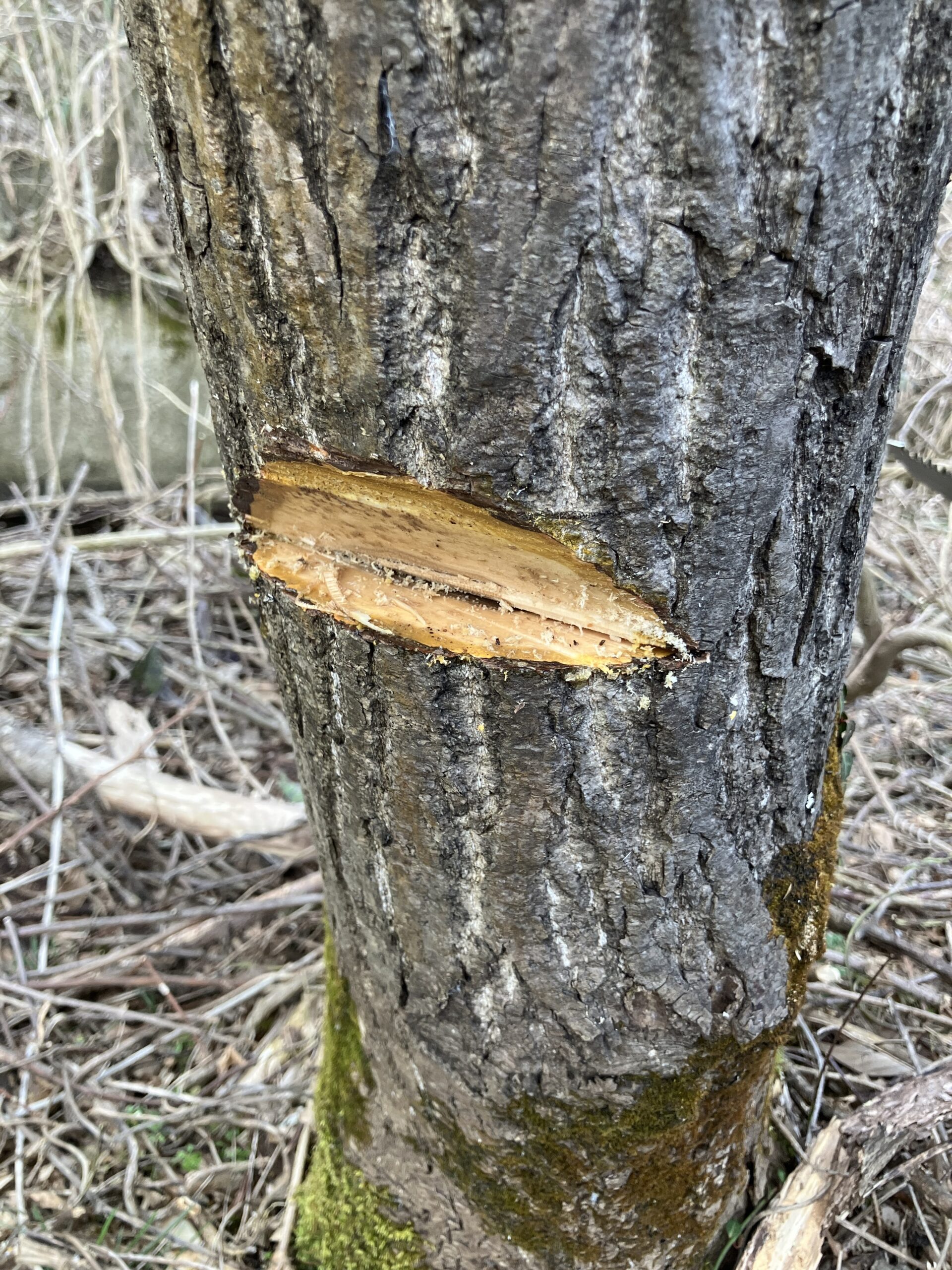 ノコギリで作った受け口が完成した状態の木の切れ込み