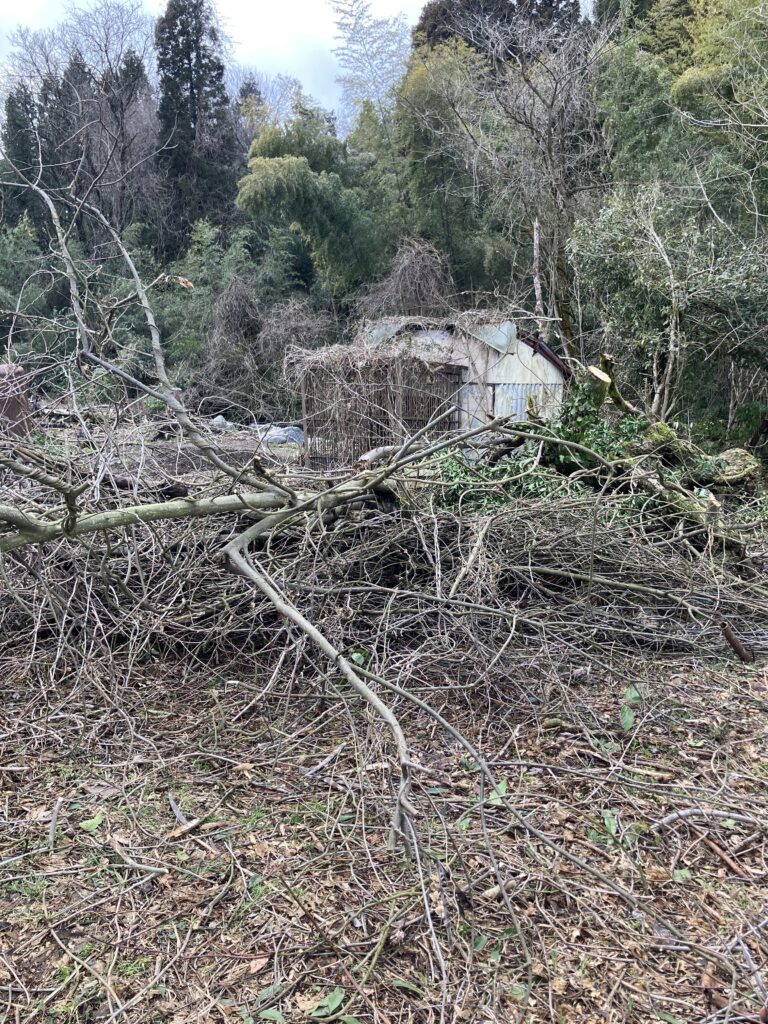 ツルが絡まりまくって処理が大変そうな伐採した木