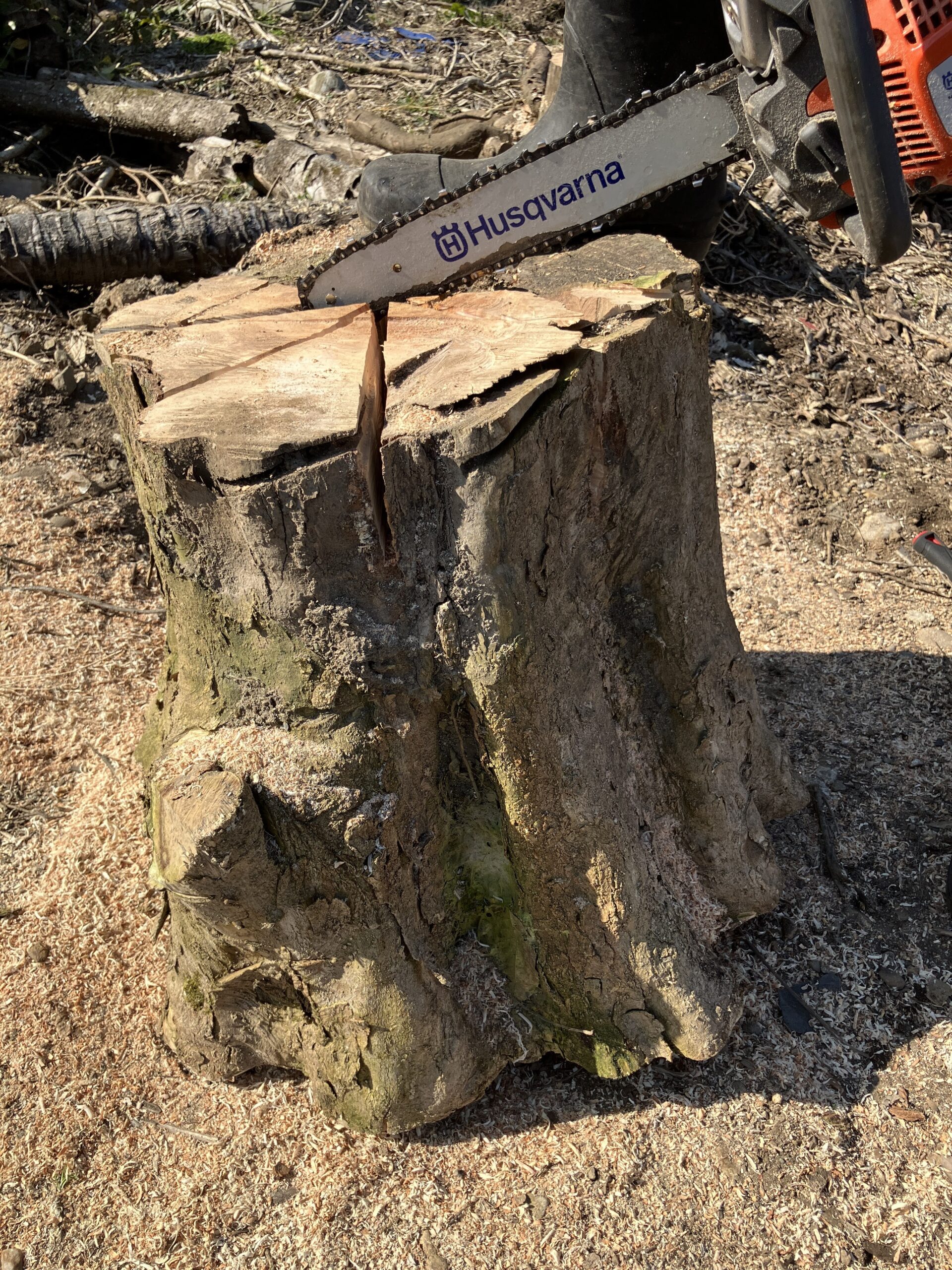 丸太にチェーンソーで切れ目を入れている作業風景
