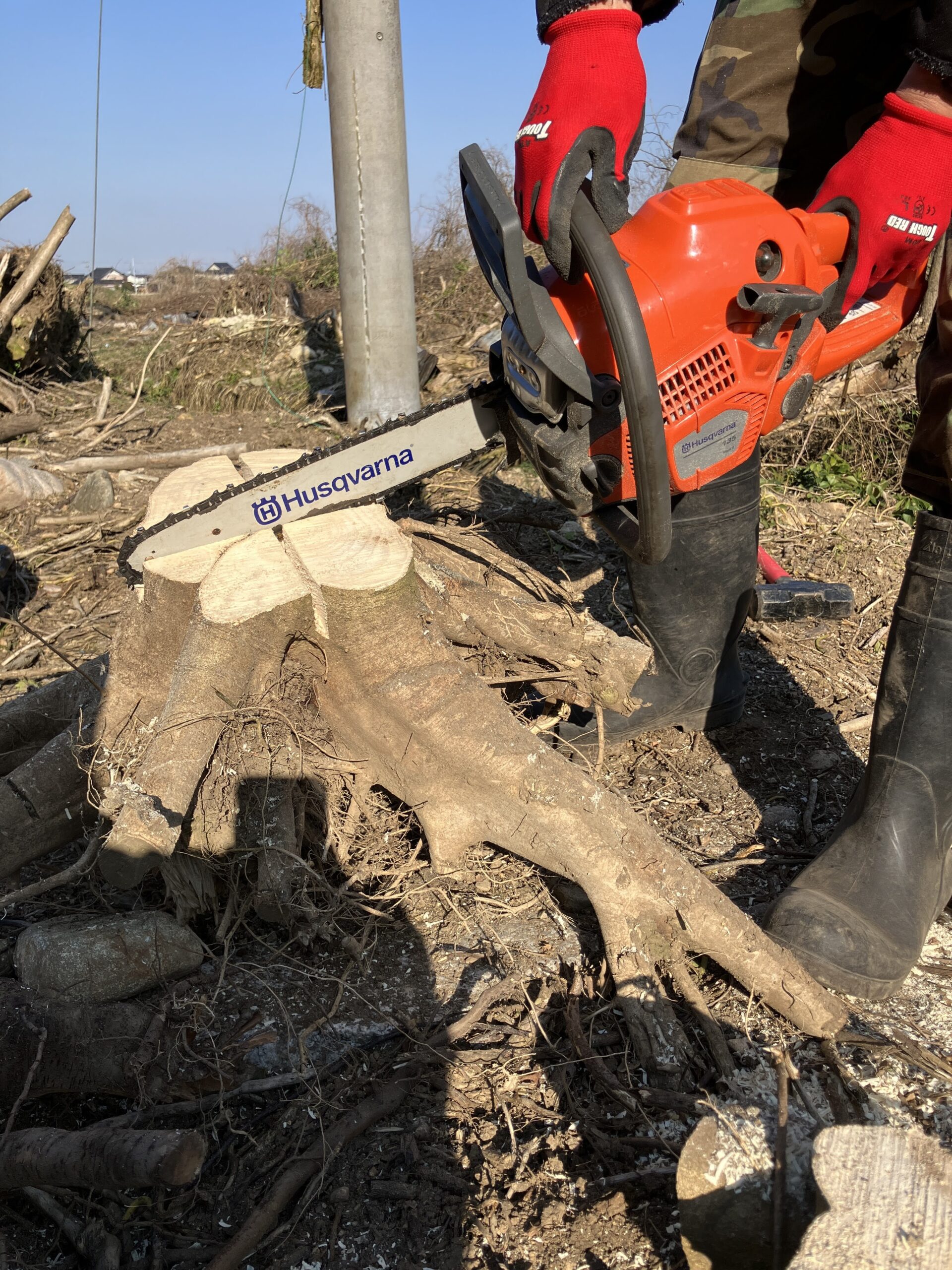 チェーンソーで切り株に切れ目を入れている作業風景