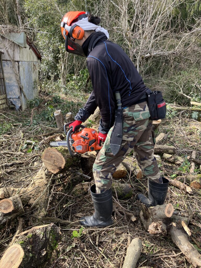 チェーンソーで木を玉切りして丸太にしている作業