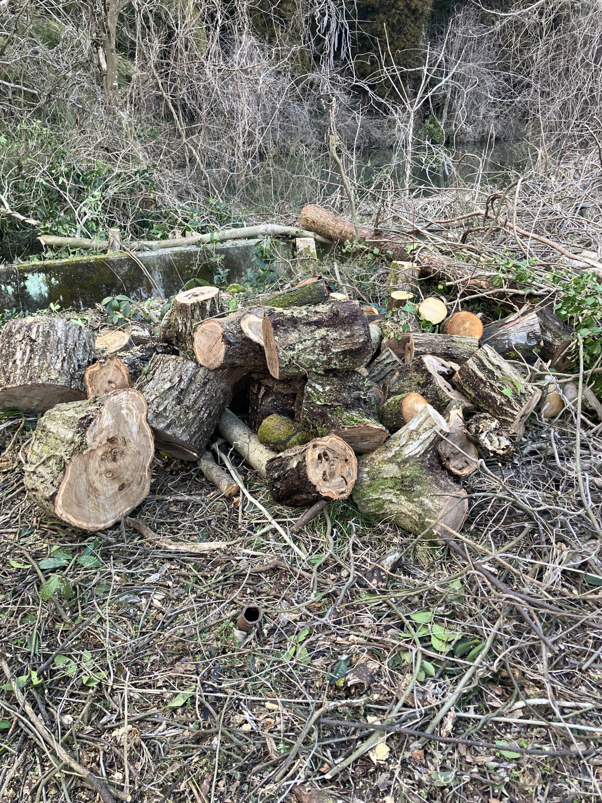 チェーンソーで玉切りして丸太になった木