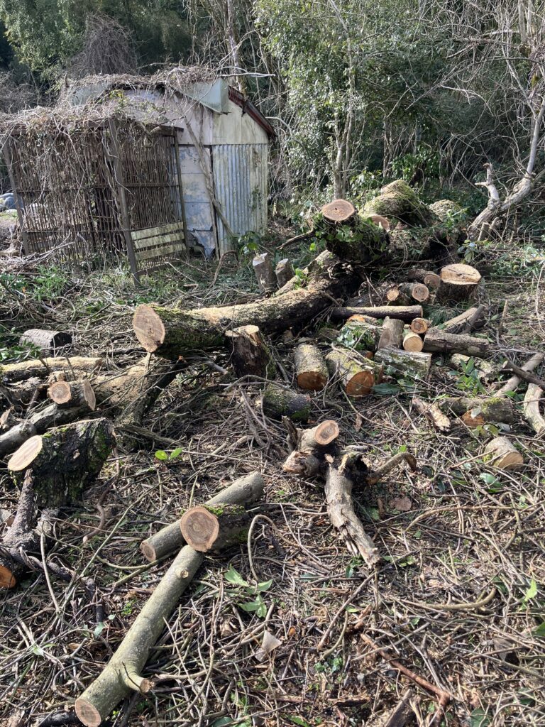 中くらいの枝を切り落として玉切りしやすくした木