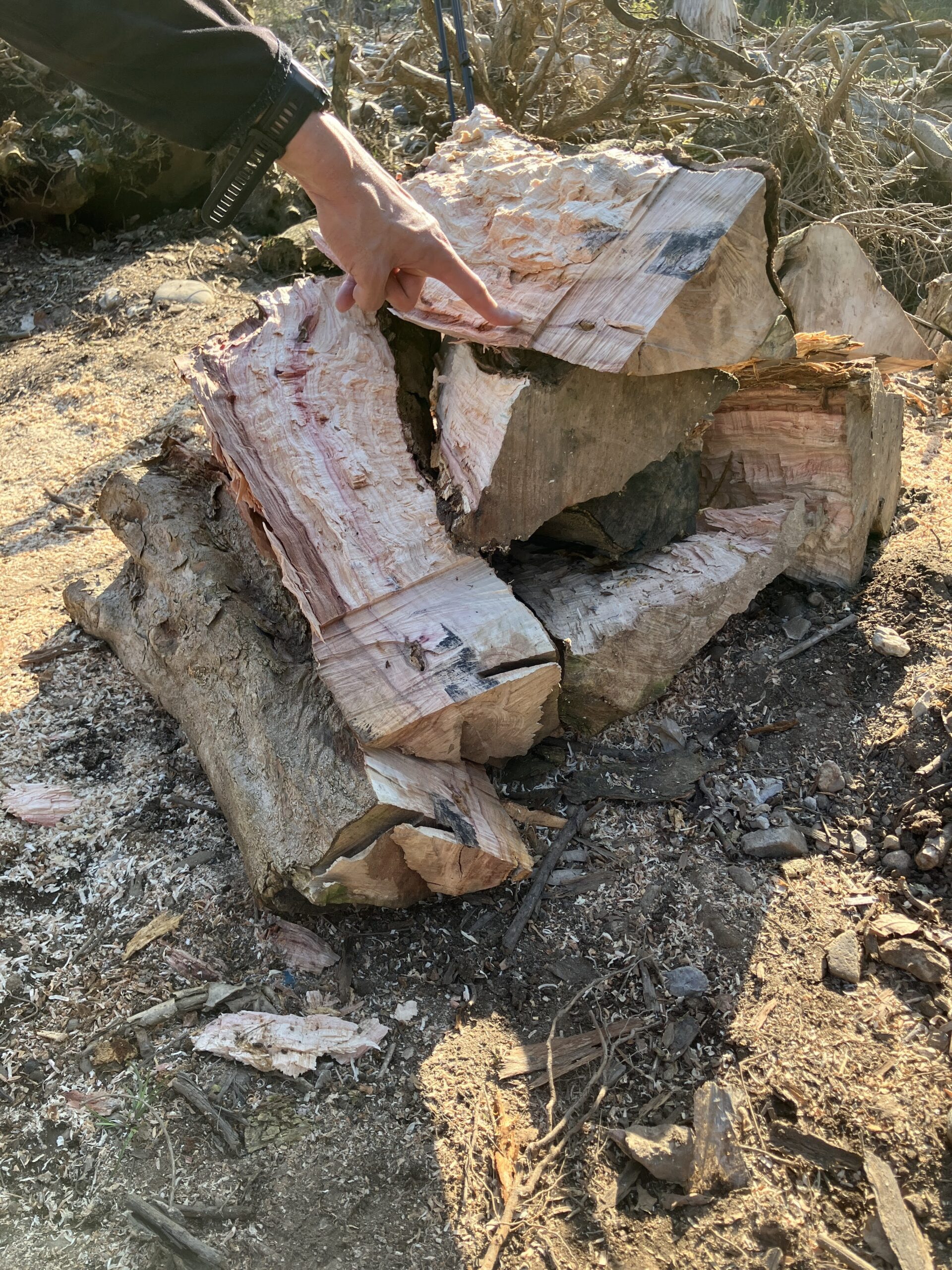 巨大丸太を細かく割って薪にした状態
