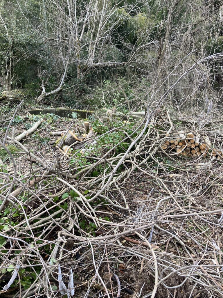 枝が無数に伸びツルが絡まっている木の状態