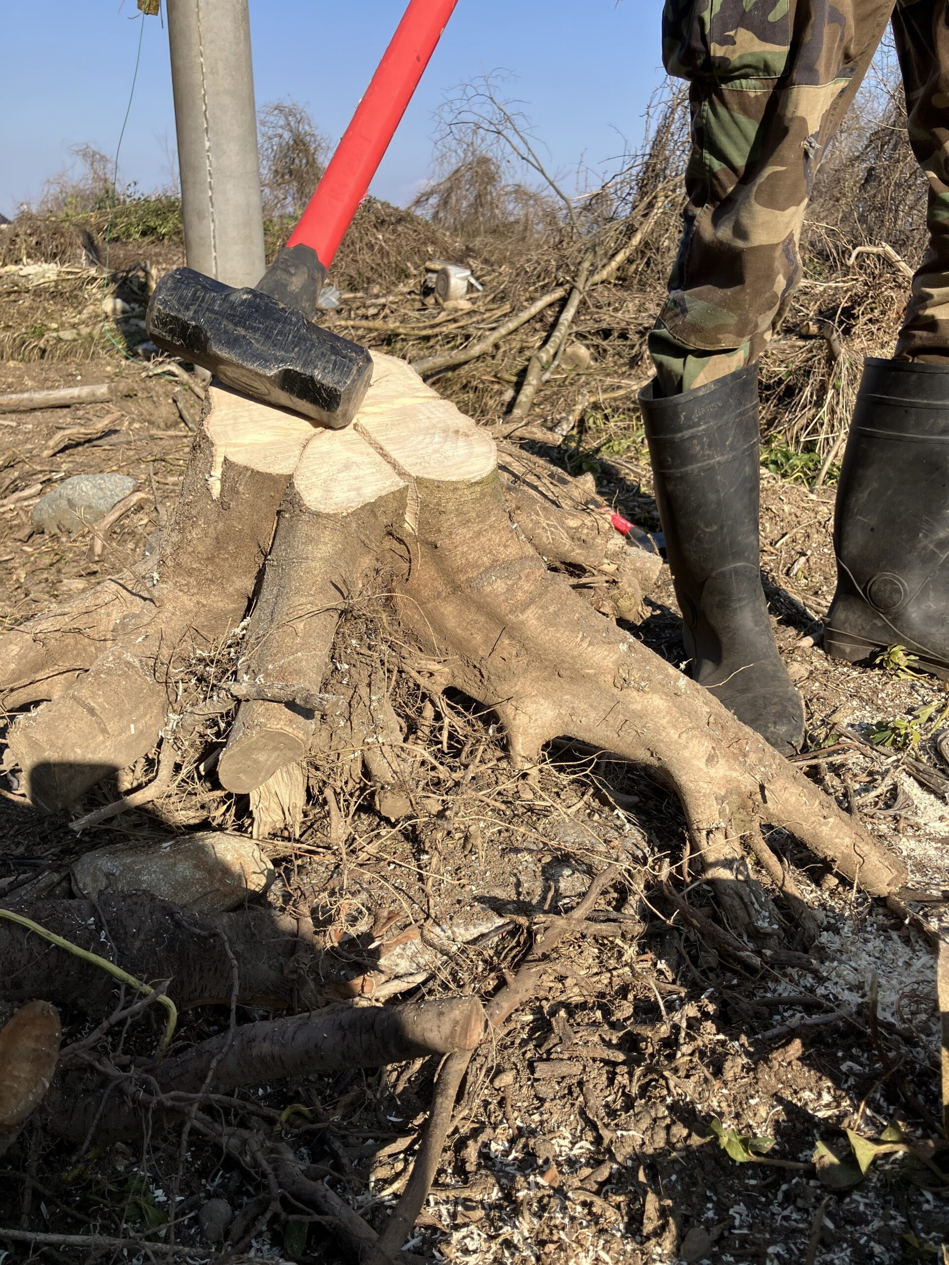 抜根したままの切り株の状態(割る前の全体写真)