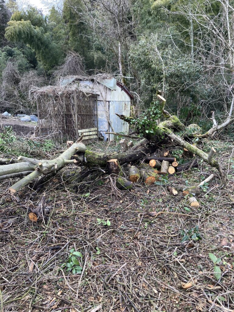 小枝とツルを取り除いて解体しやすくした木