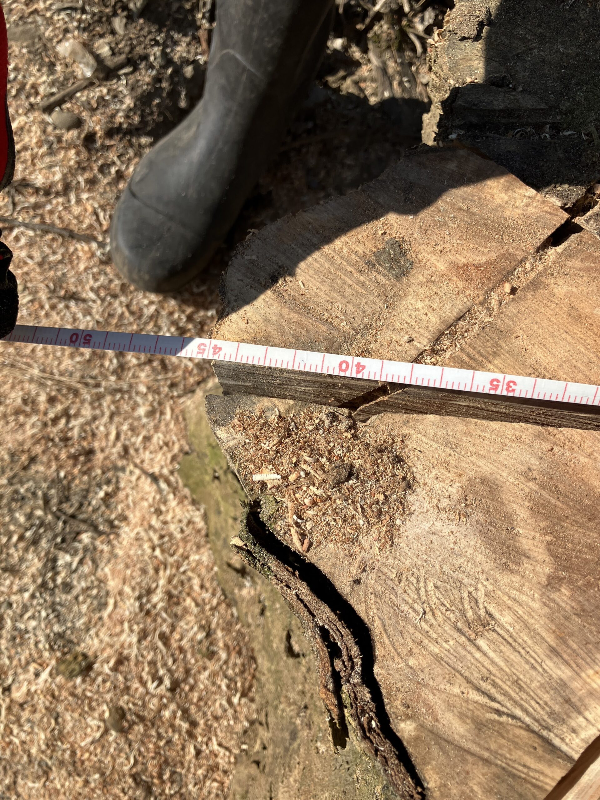 直径45cmの丸太をメジャーで測っている様子
