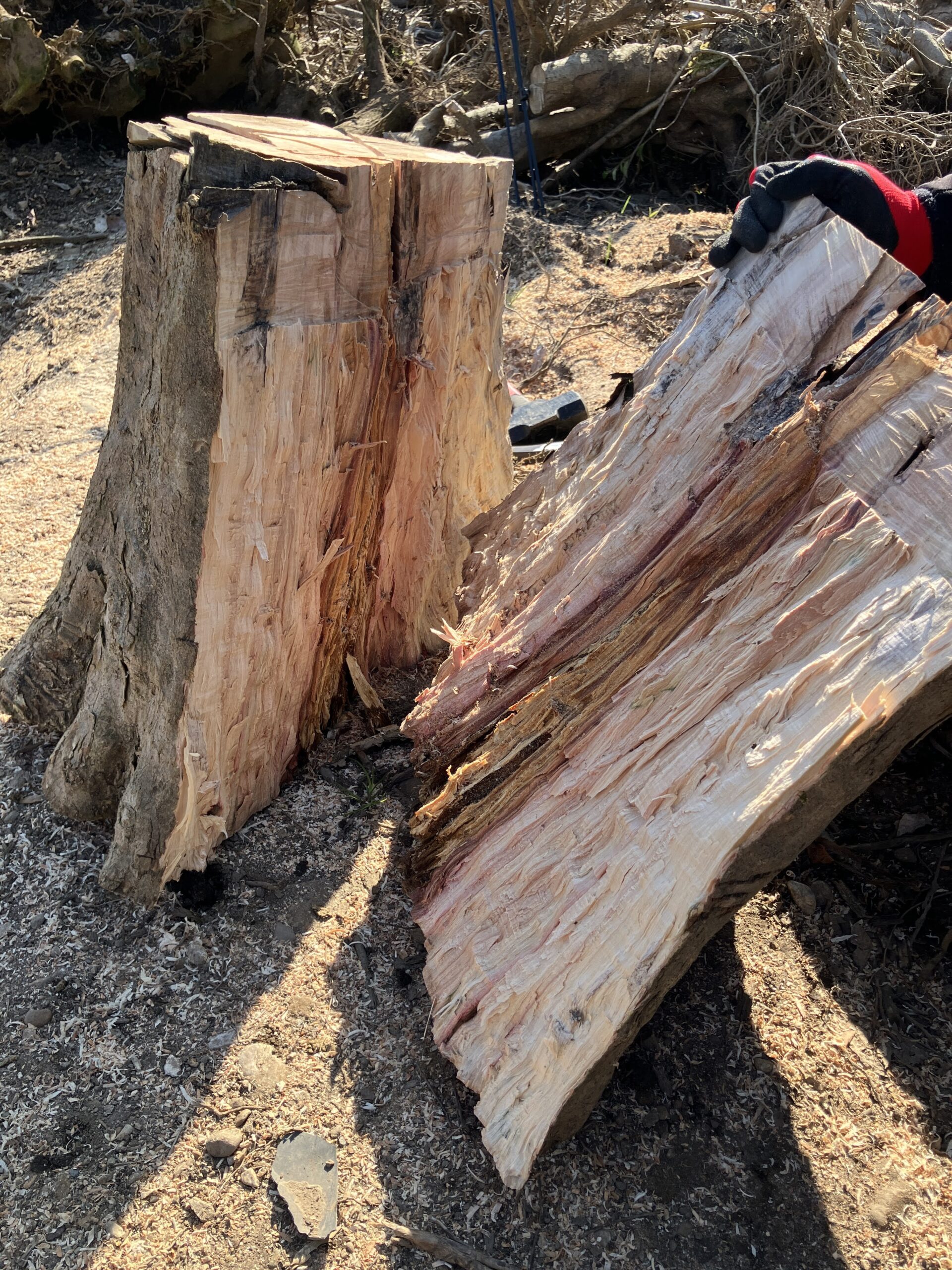 巨大丸太が真っ二つに割れた状態