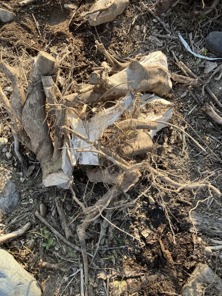 小分けに割って薪サイズにした切り株