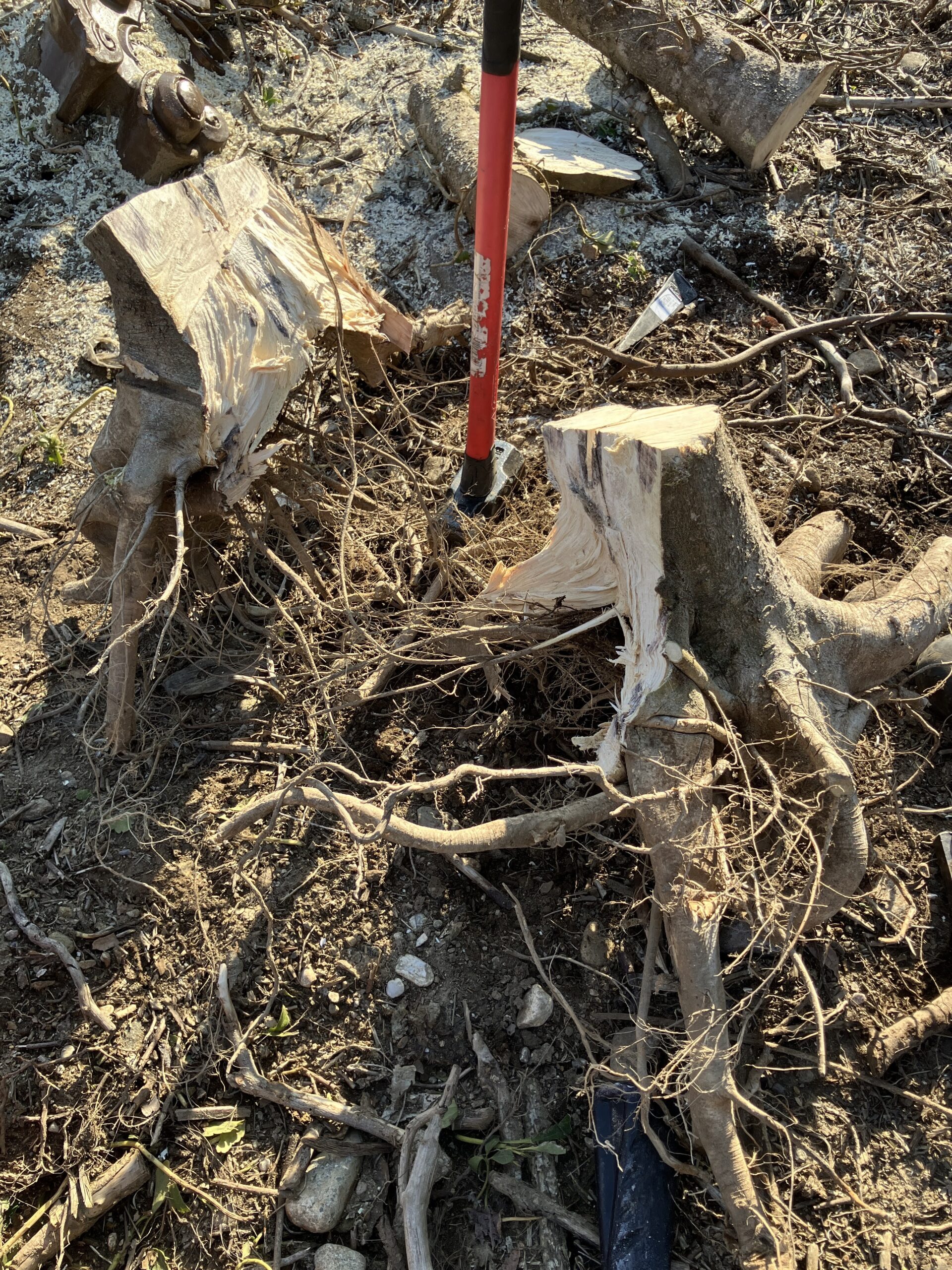 クサビとスレッジハンマーで割れた切り株の状態