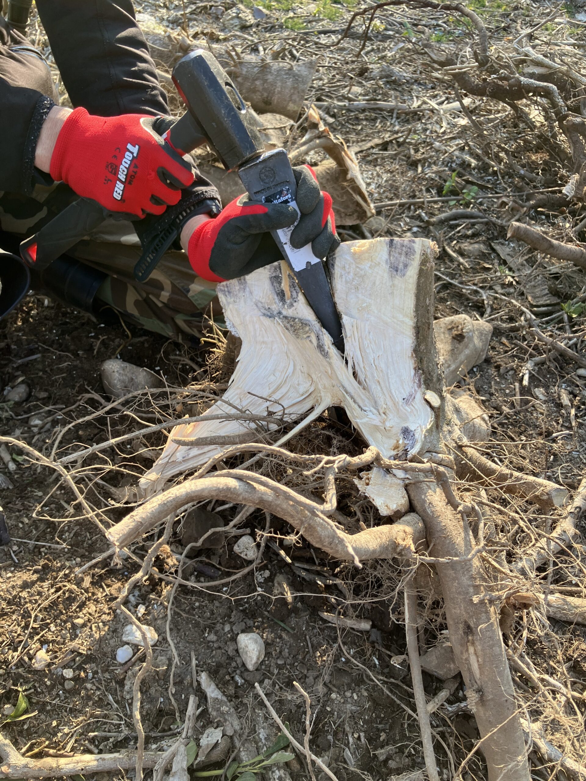 切り株が真っ直ぐ割れず根の方向に割れ目が入った状態