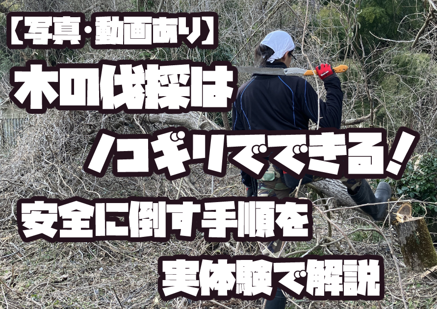 チェーンソーを使わずノコギリで木を伐採する方法。騒音を抑えた安全な倒し方の作業風景。