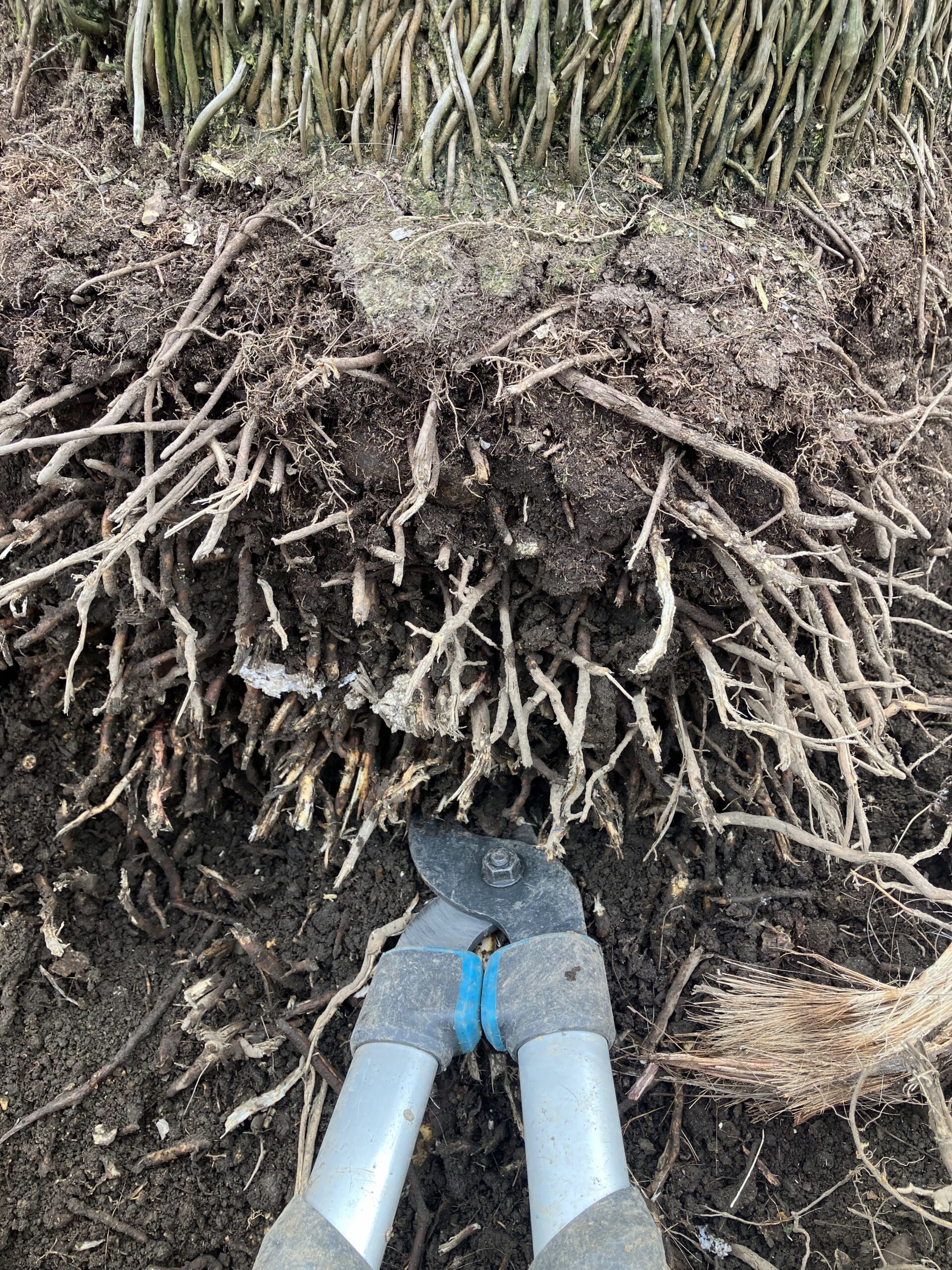 枝切りバサミでシュロの根を切っている作業