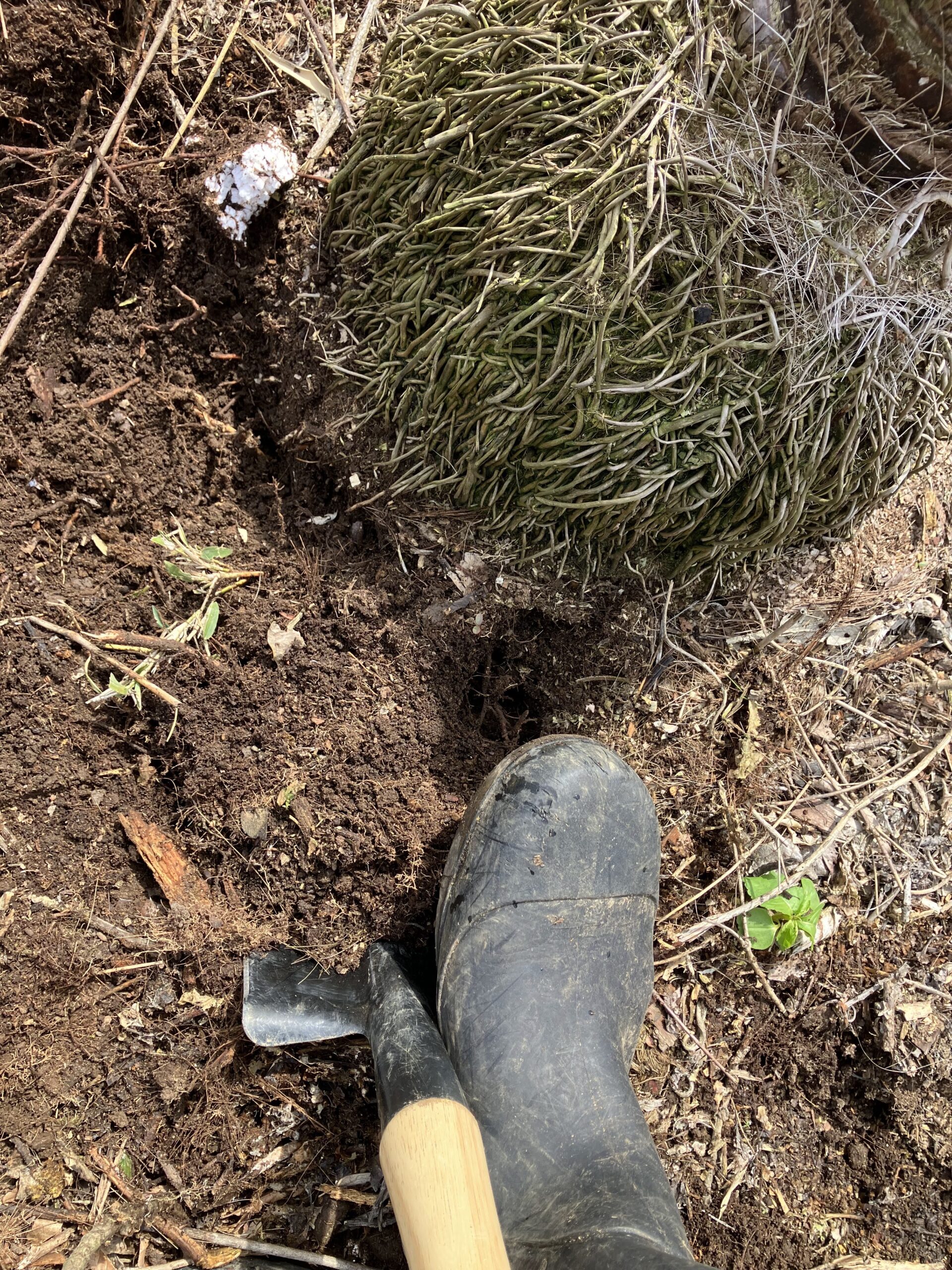シュロの切り株周辺をスコップで掘っている様子