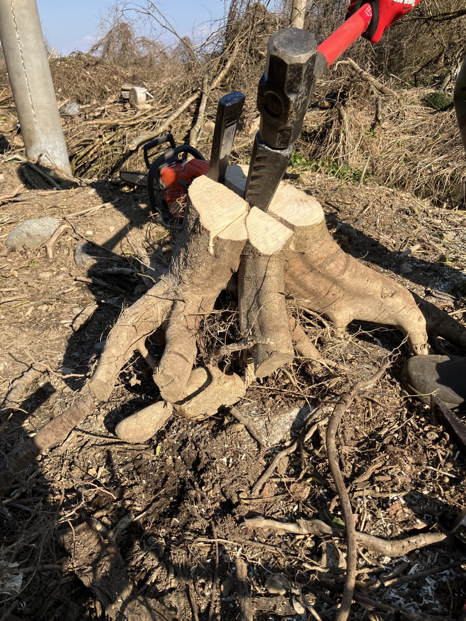 切り株にねじりクサビを打ち込みスレッジハンマーで割っている作業風景