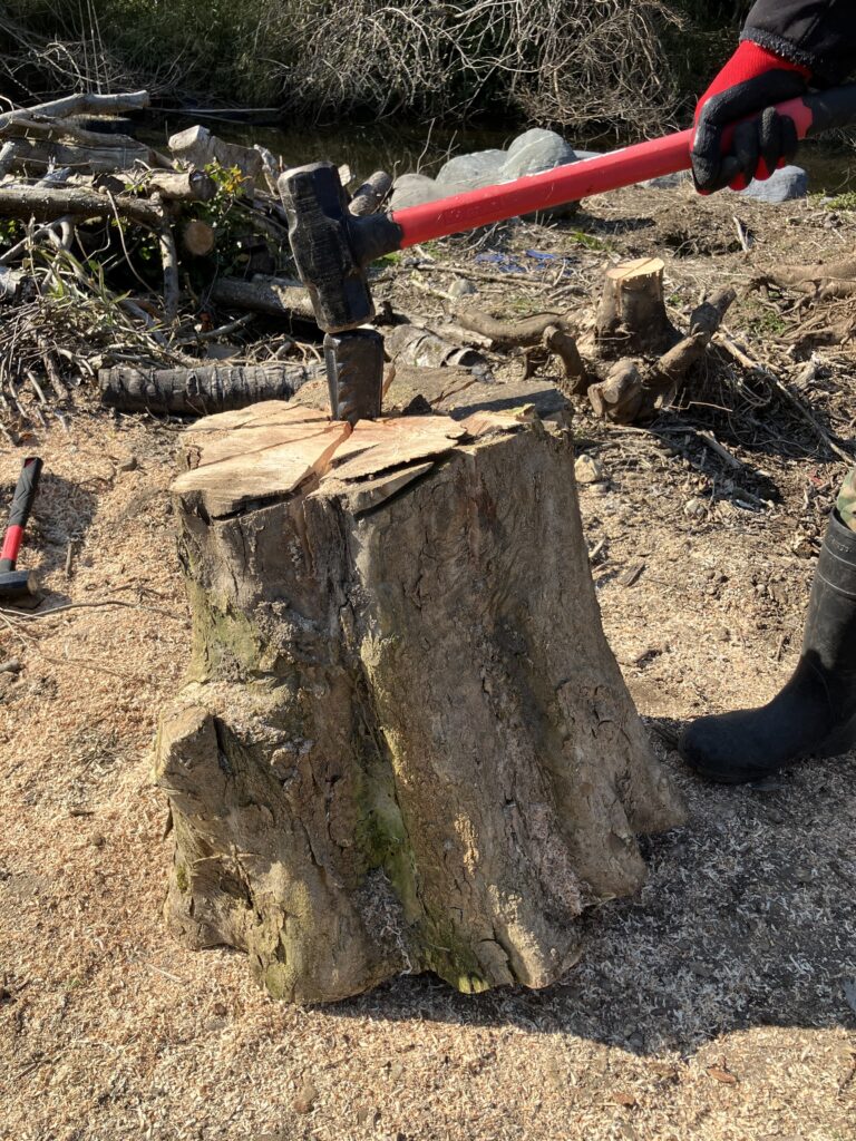 クサビとスレッジハンマーで巨大な丸太を割っている作業風景