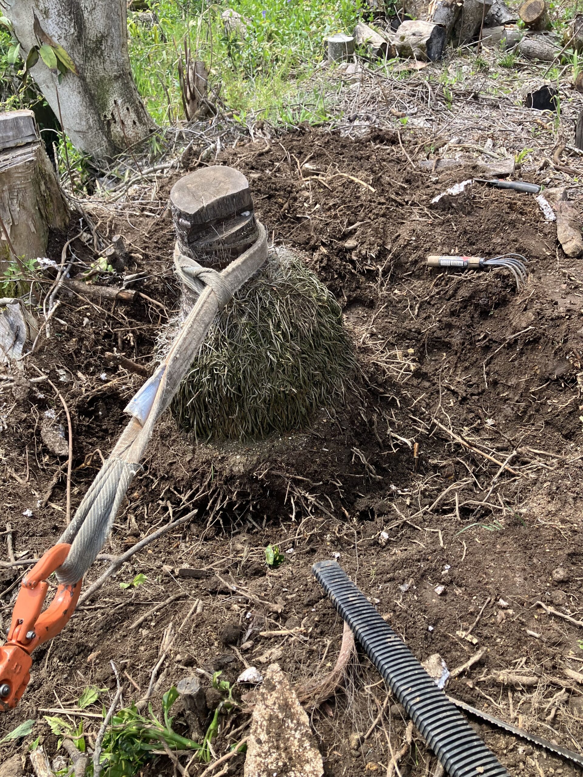 反対方向からレバーホイストでシュロを引く様子