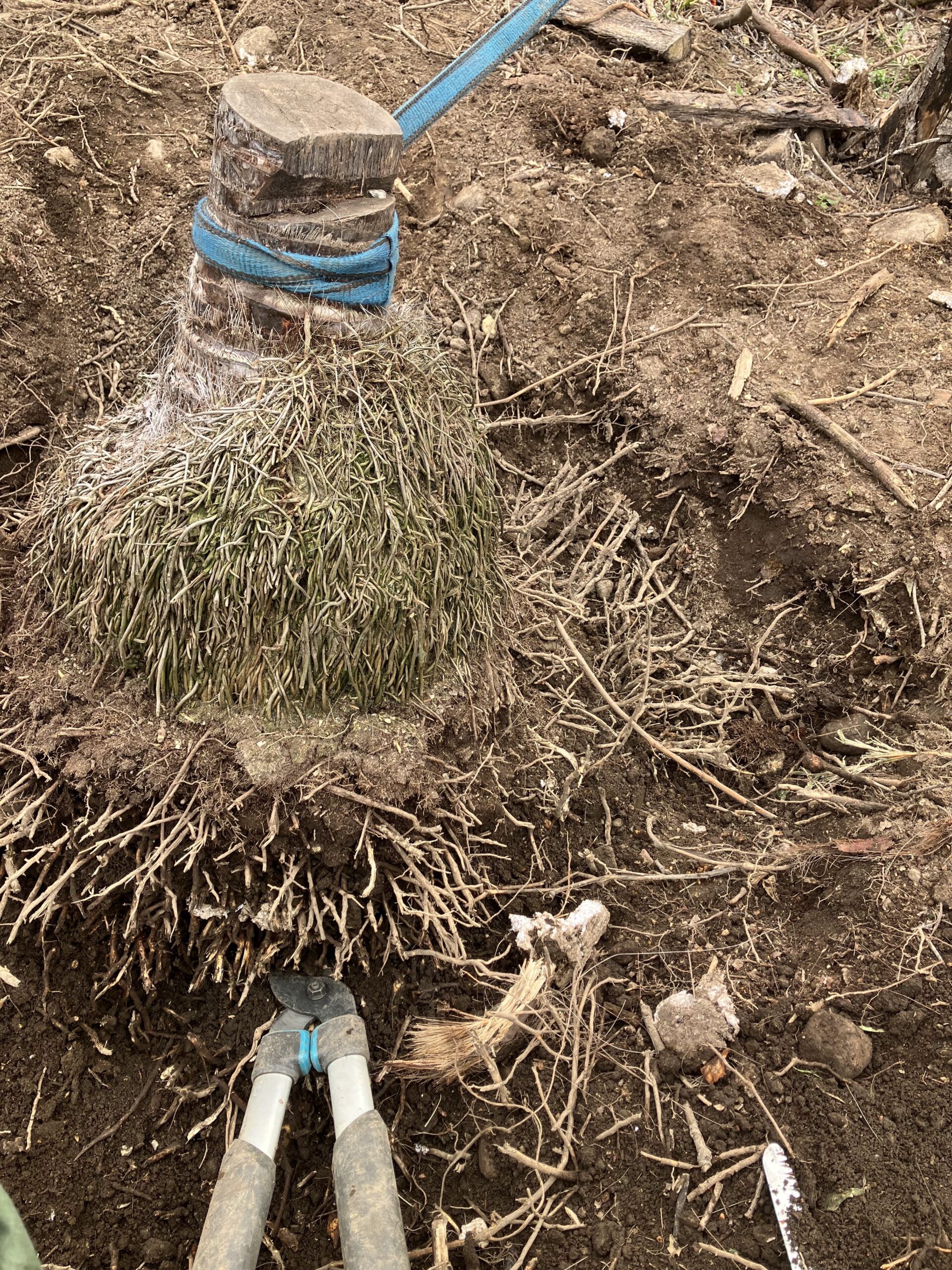 レバーホイストで引っ張り浮き上がるシュロの根