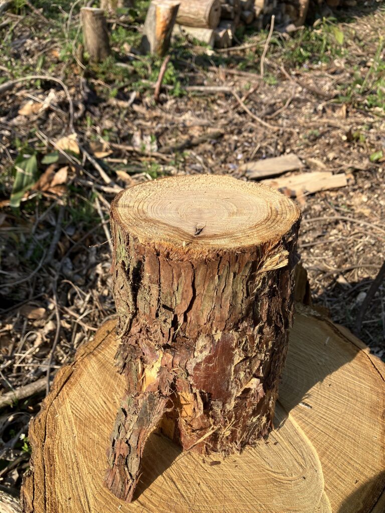 ハルタホースのクサビで割る前の丸太の状態