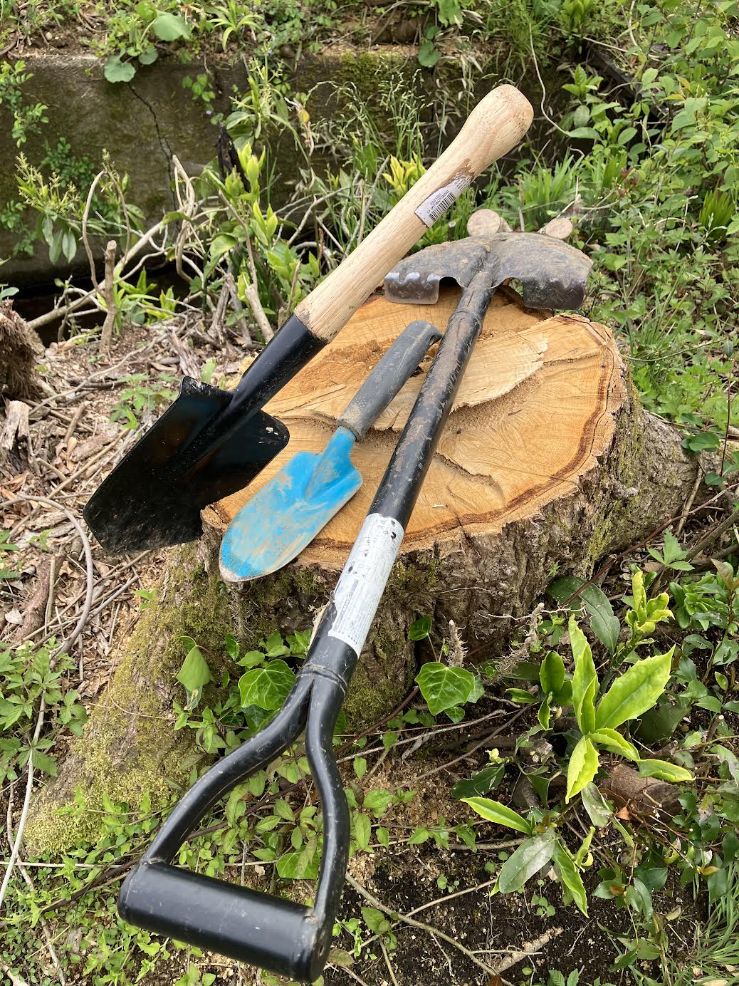 シュロ抜根に使用したスコップ