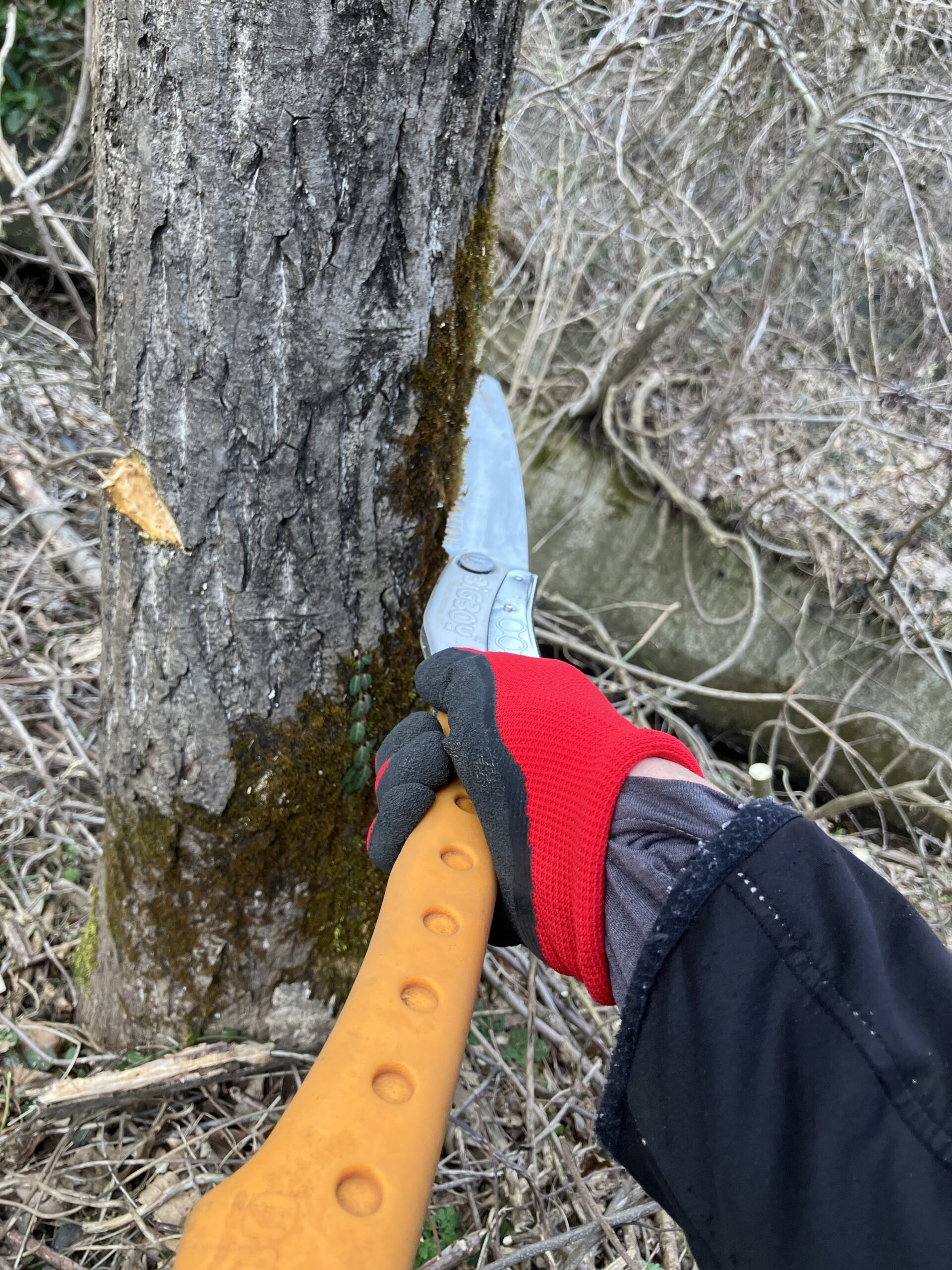 ノコギリで静かに木に受け口を作り騒音なしで伐採している様子