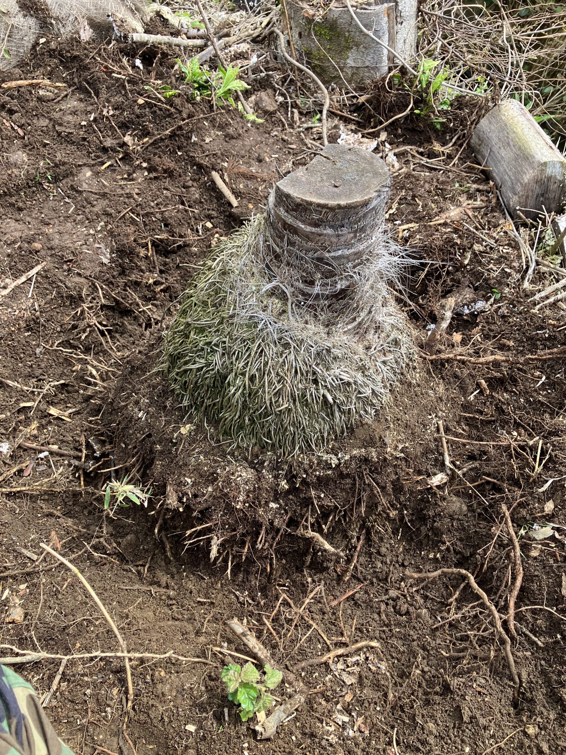 掘り起こして露出したシュロの根の状態
